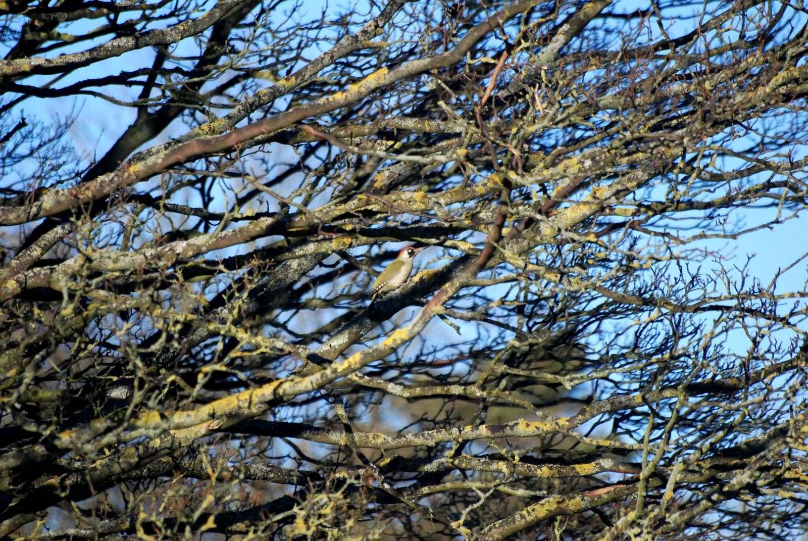 Wild Green Woodpecker at Whipsnade, 07/12/12