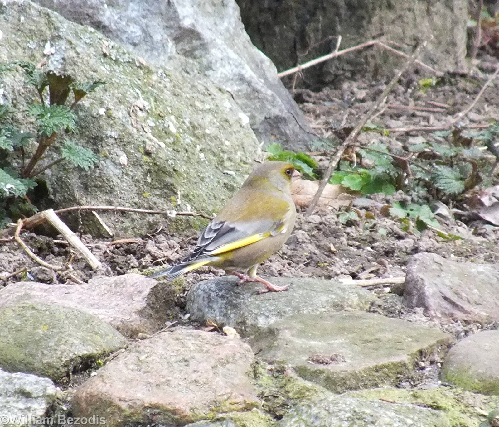 Wild Greenfinch
