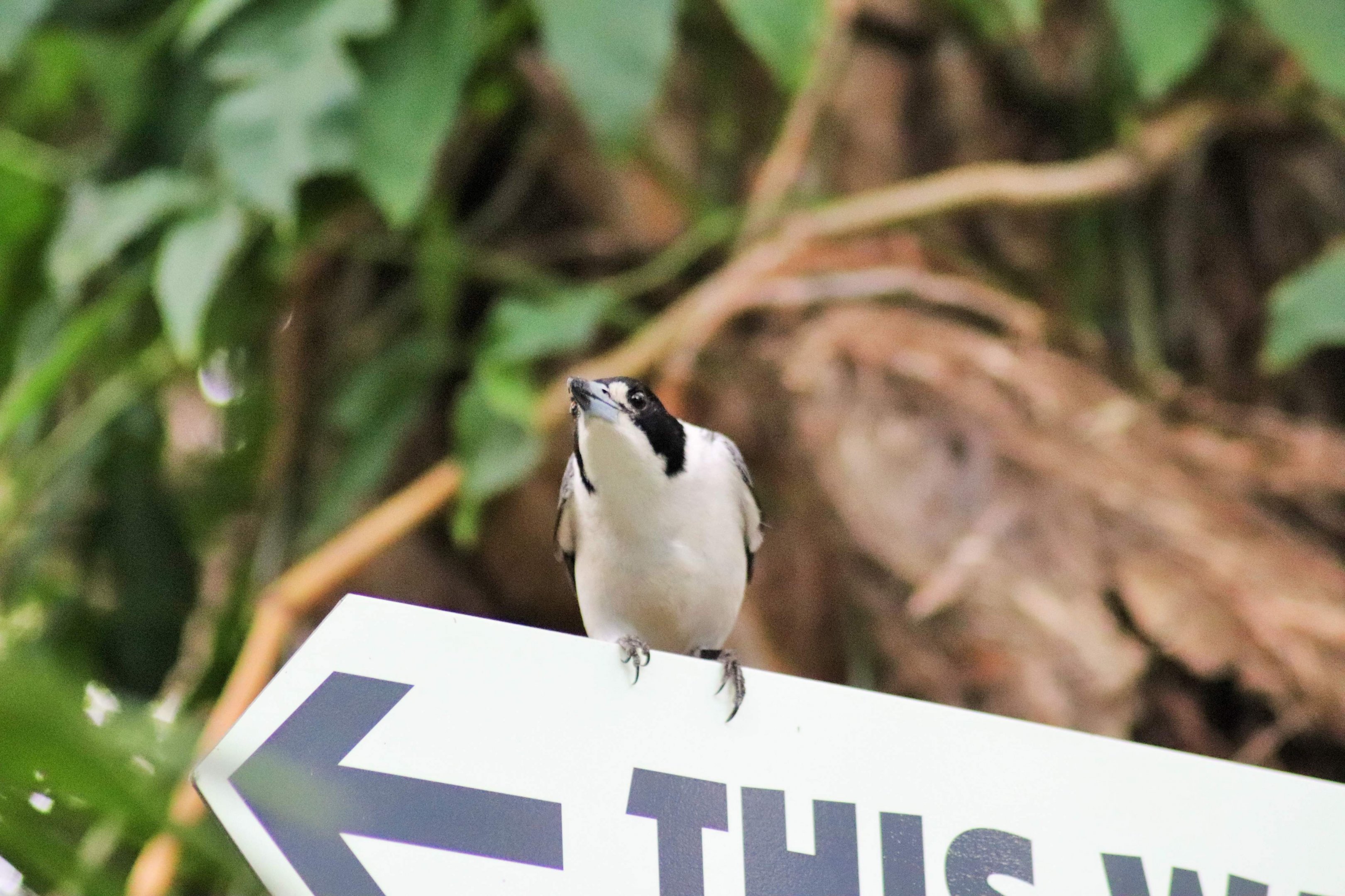 Wild Grey Butcherbird (Cracticus torquatus)