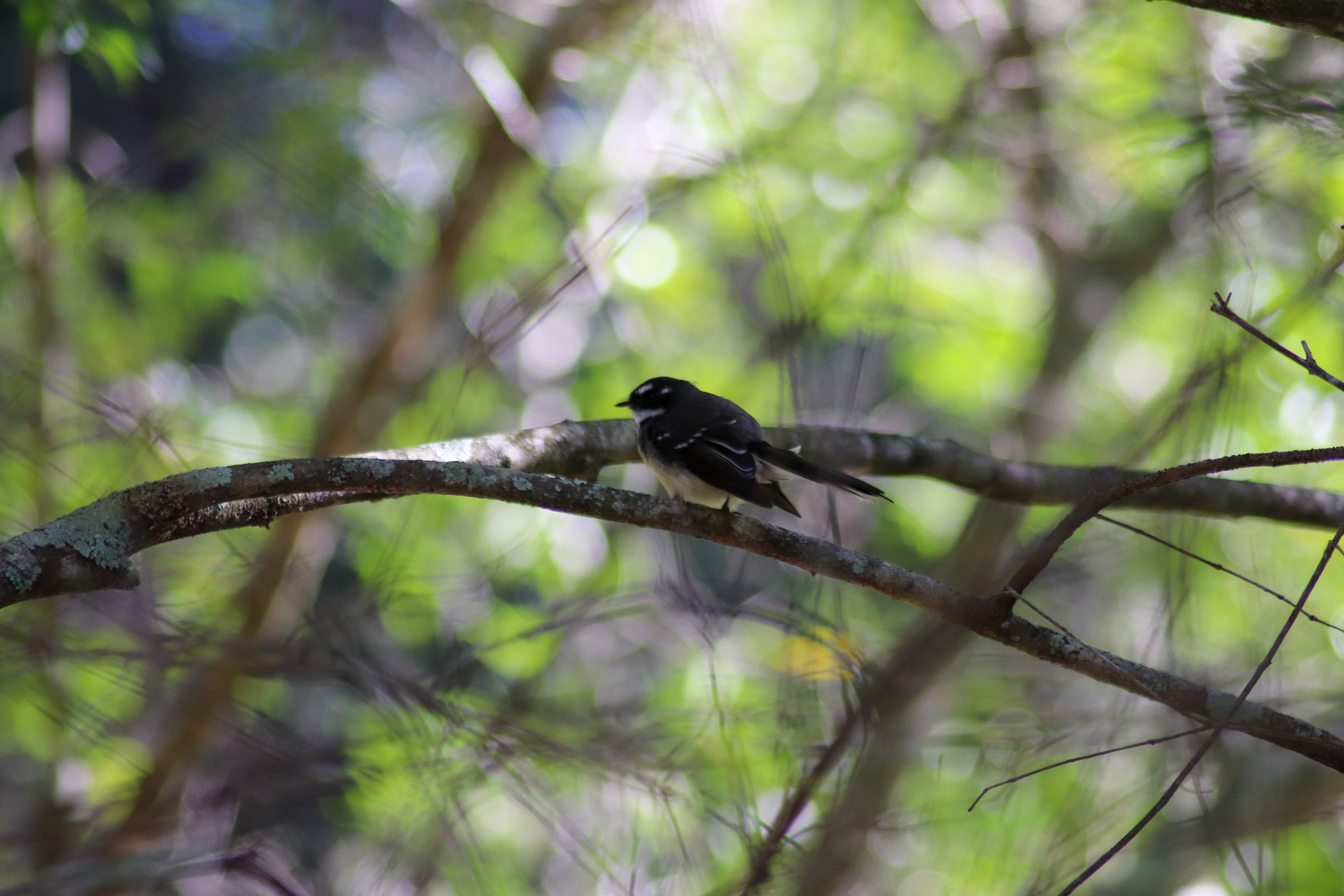 Wild Grey Fantail (Rhipidura albiscapa)