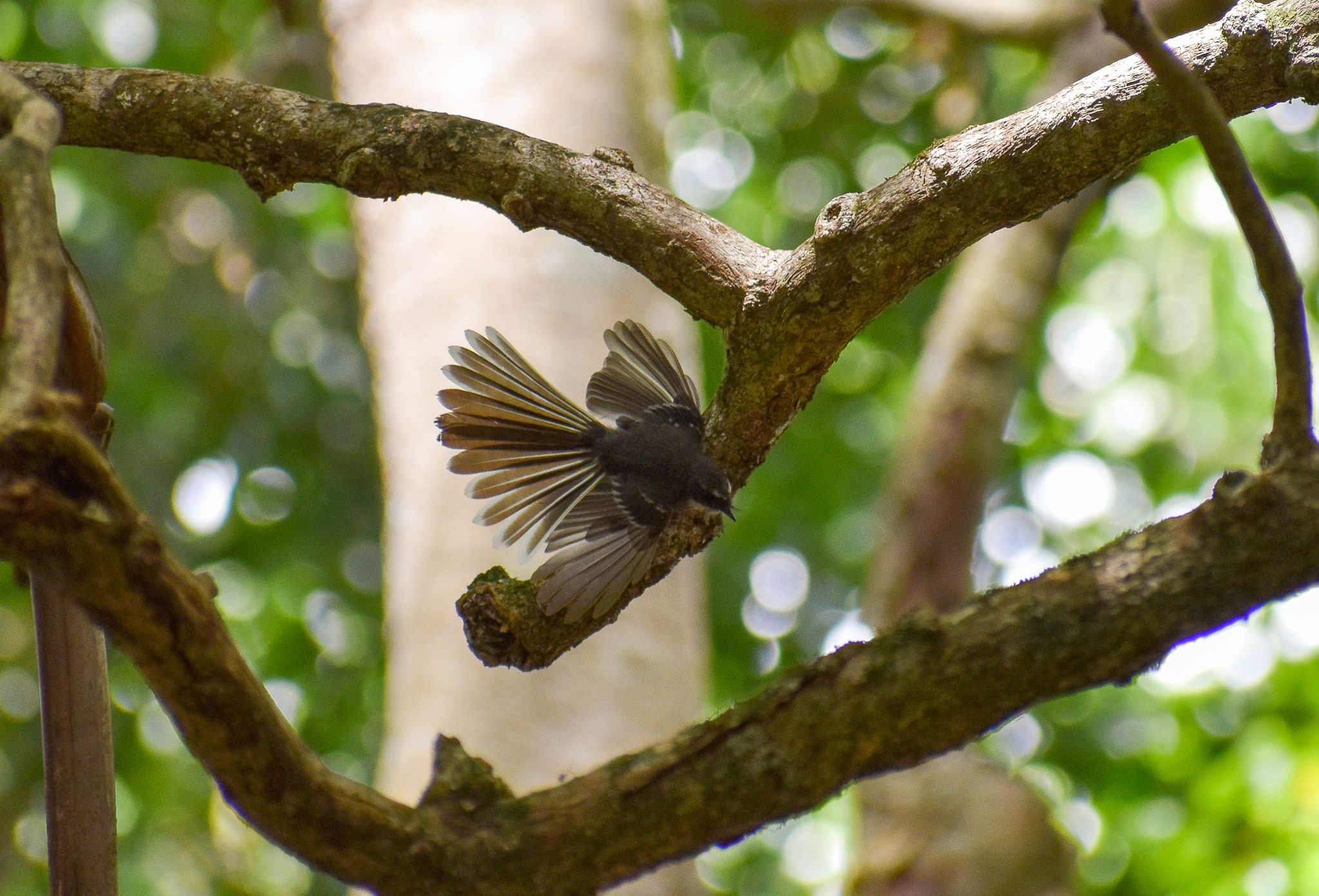 Wild - Grey Fantail (Rhipidura albiscapa)