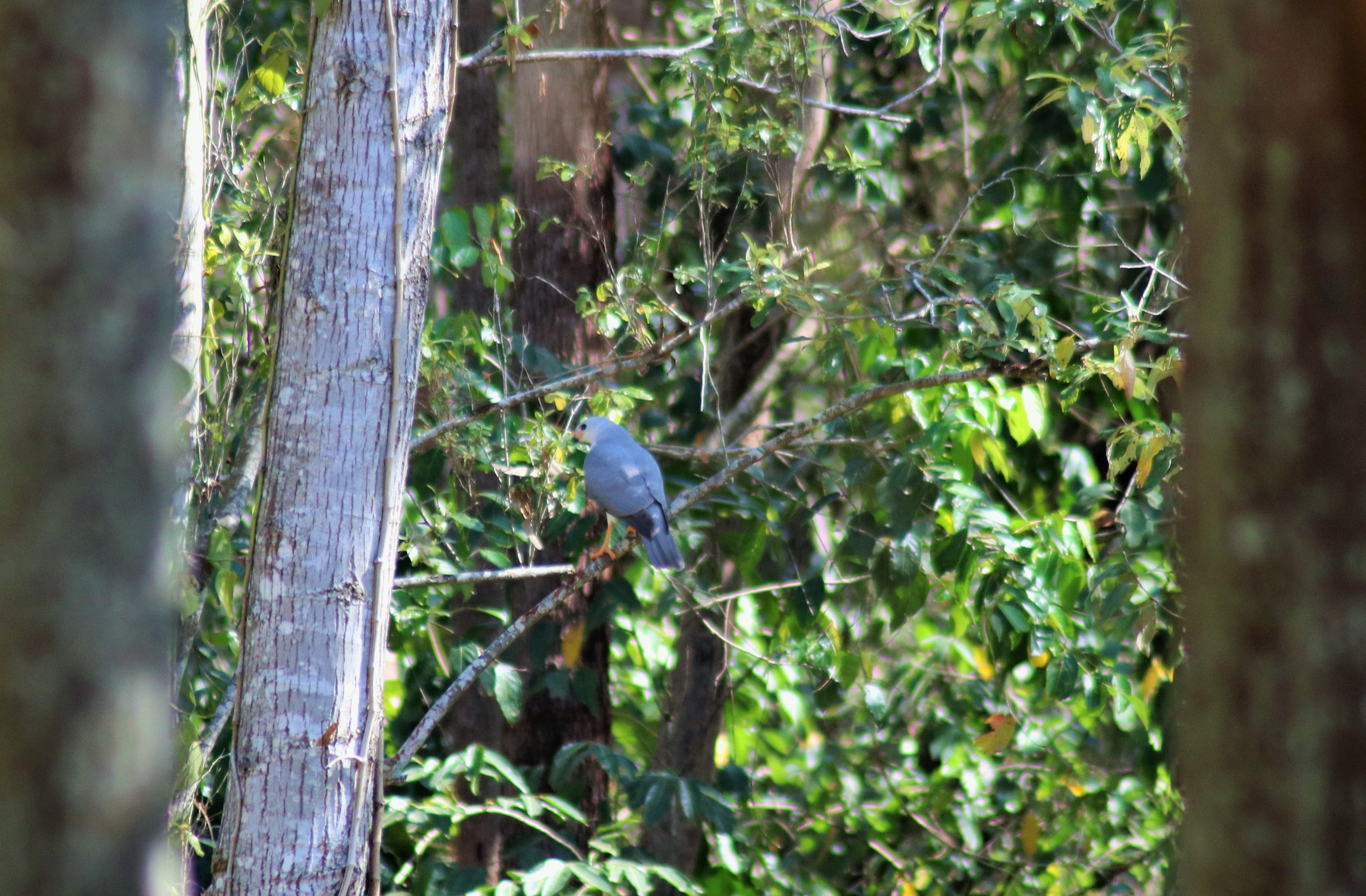 Wild Grey Goshawk (Accipiter novaehollandiae)