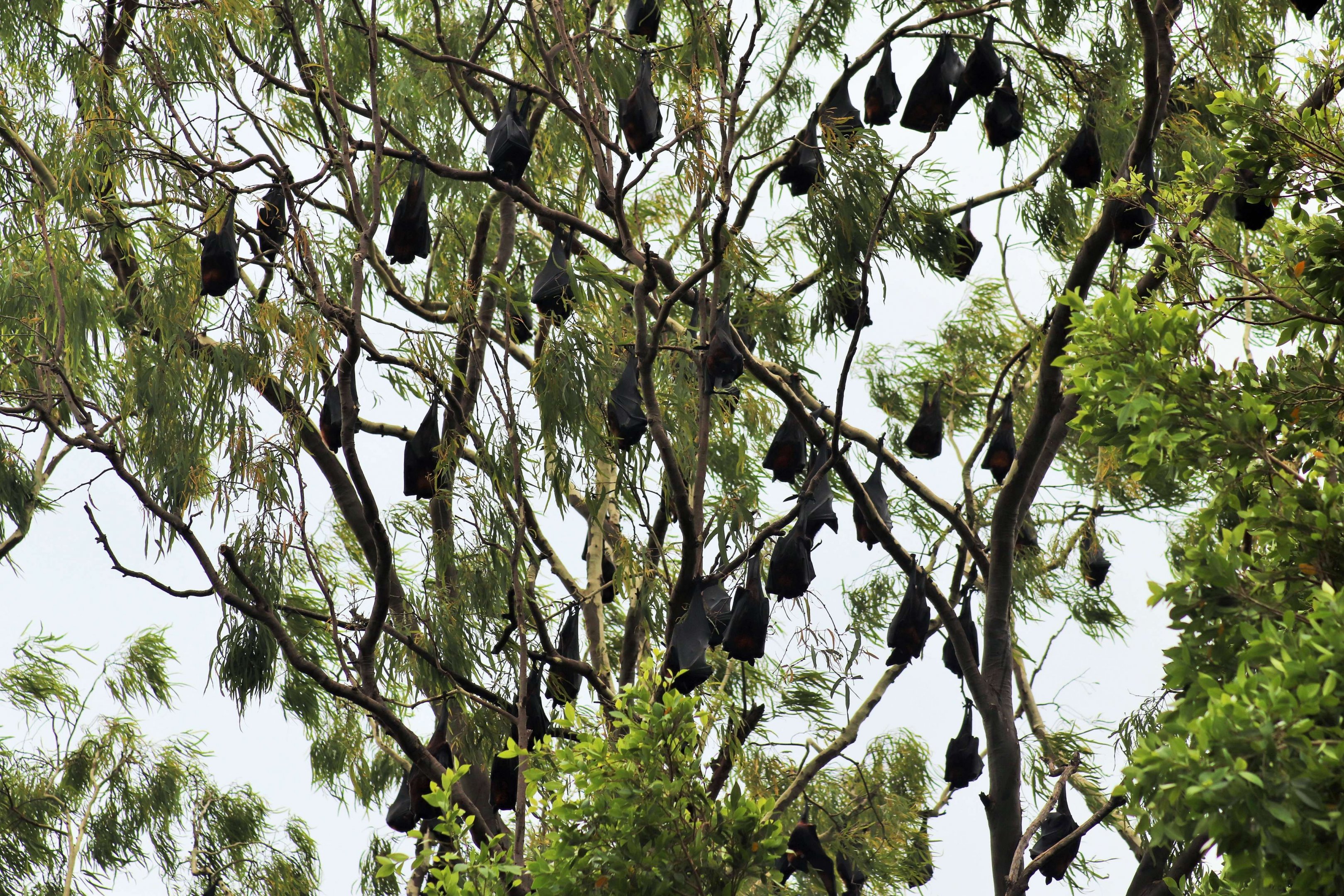 Wild Grey-headed Flying-fox Colony (Pteropus poliocephalus)