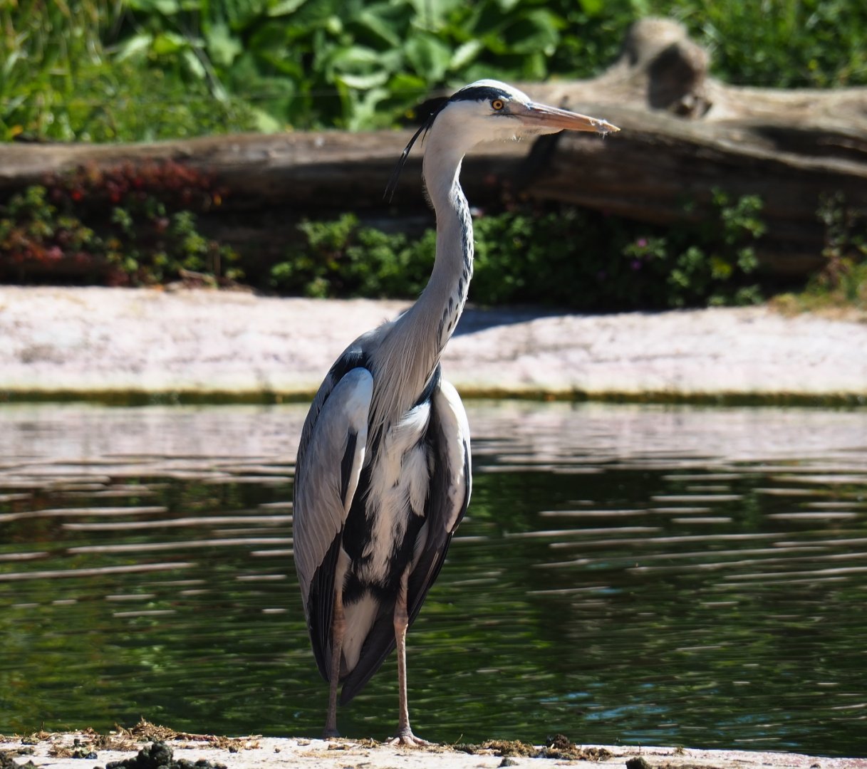Wild grey heron (Ardea cinerea), 2019-04-20