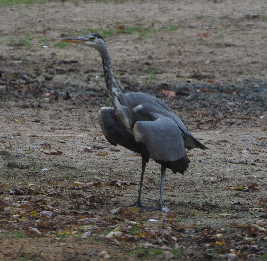 Wild grey heron (Ardea cinerea), 2020-10-19