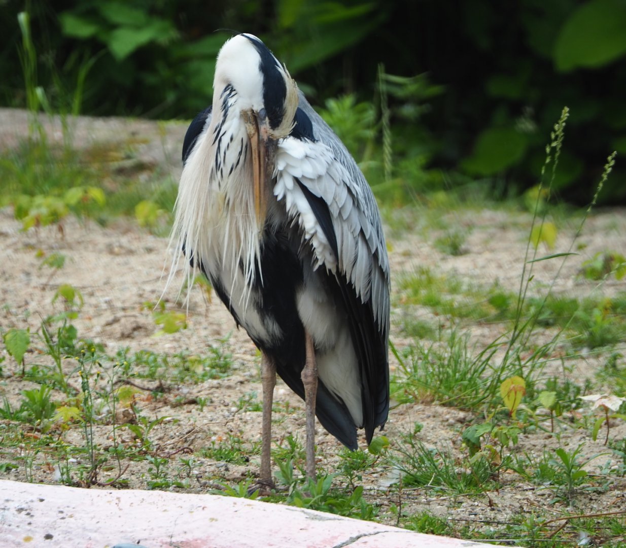 Wild Grey heron (Ardea cinerea), 2021-06-12