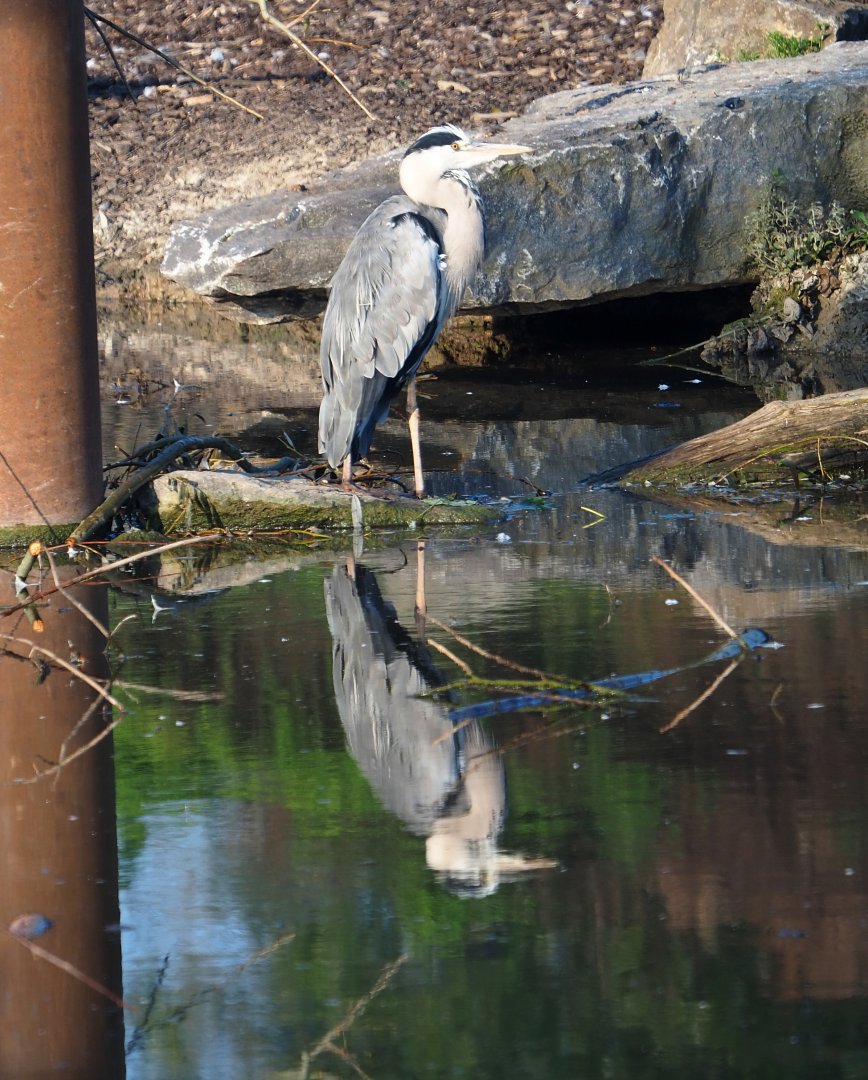 Wild Grey heron (Ardea cinerea), 2021-09-03