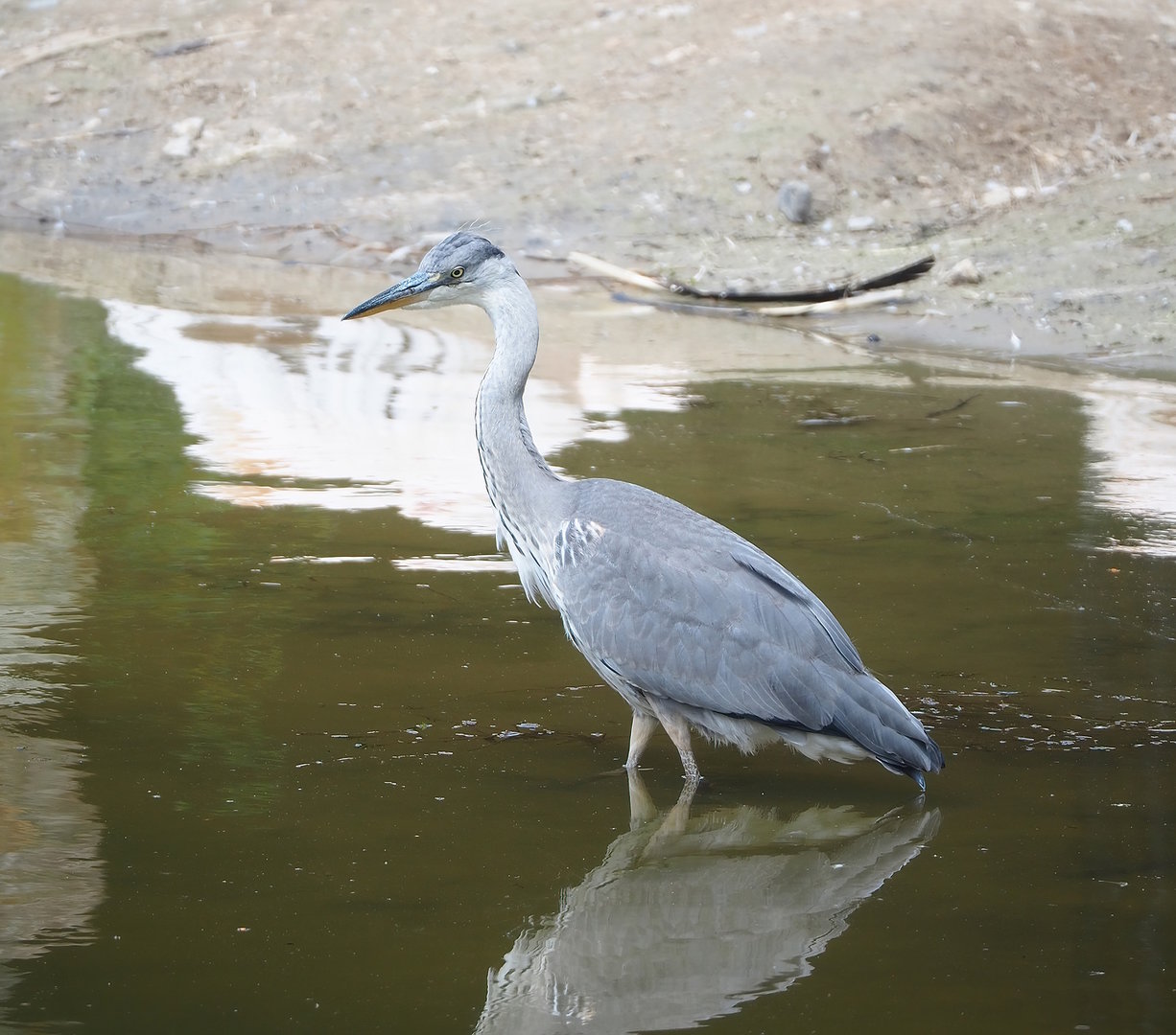 Wild Grey heron (Ardea cinerea), 2022-06-12