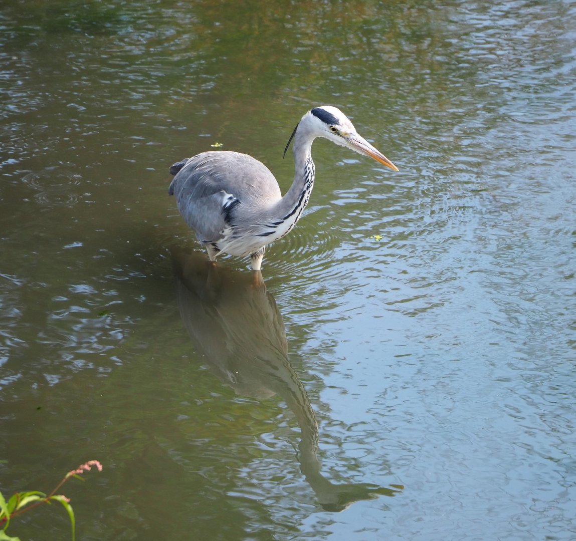 Wild Grey heron (Ardea cinerea), 2022-06-28