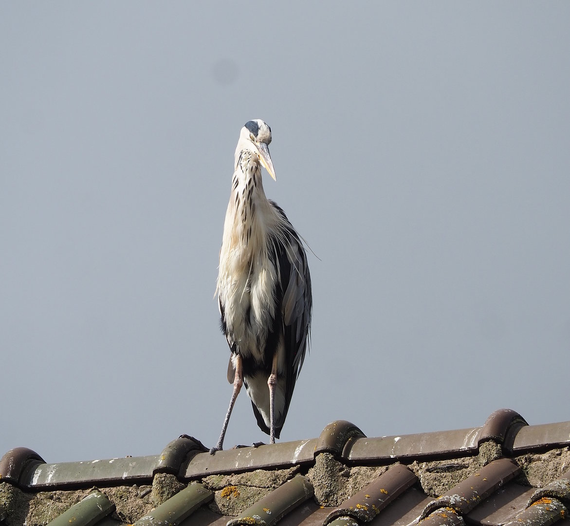 Wild Grey heron (Ardea cinerea), 2022-08-28