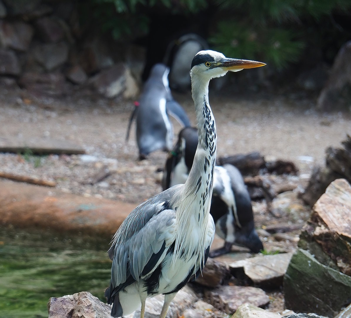 Wild Grey heron (Ardea cinerea), 2022-08-28