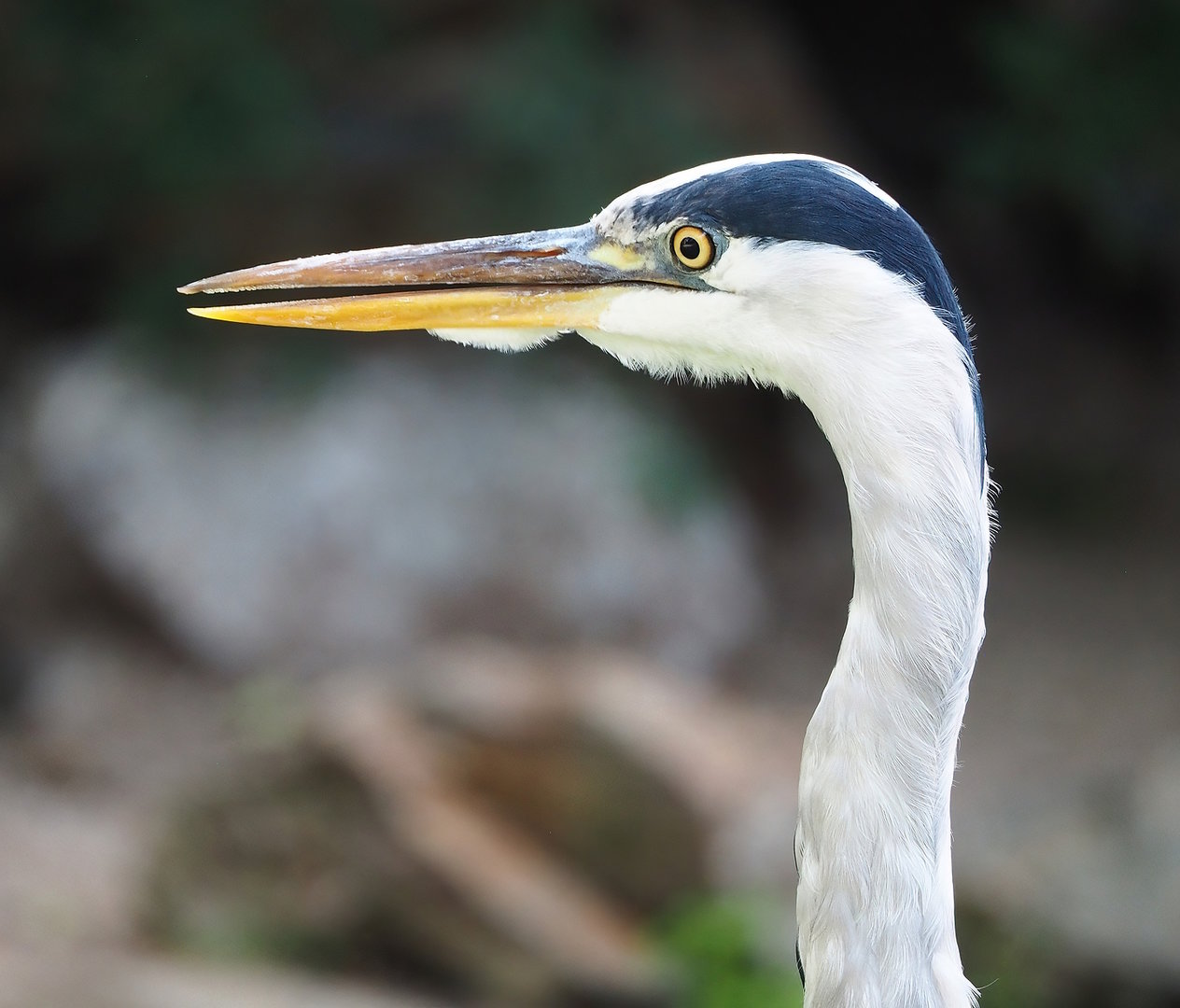 Wild Grey heron (Ardea cinerea), 2022-08-28