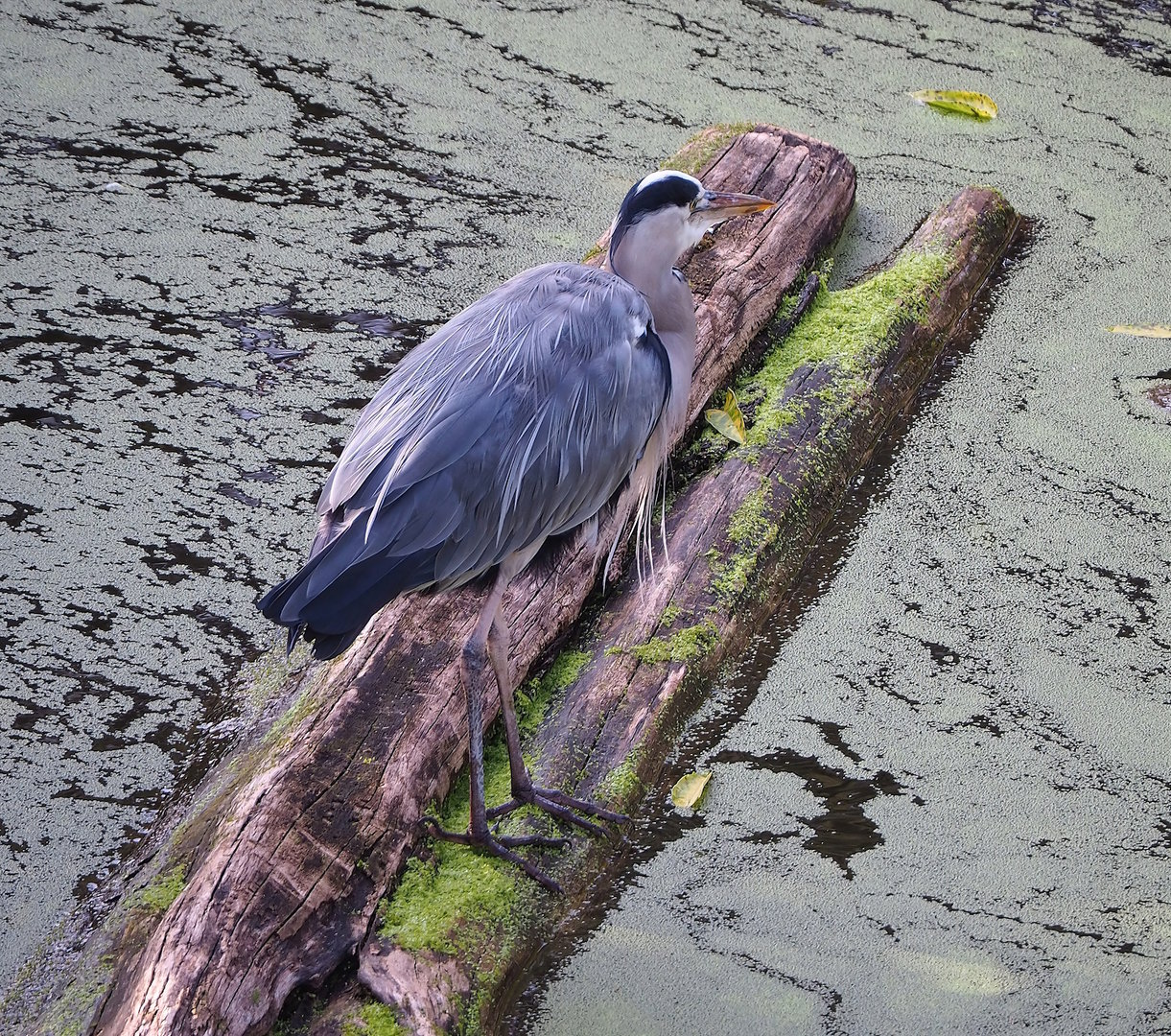 Wild Grey heron (Ardea cinerea), 2022-09-04