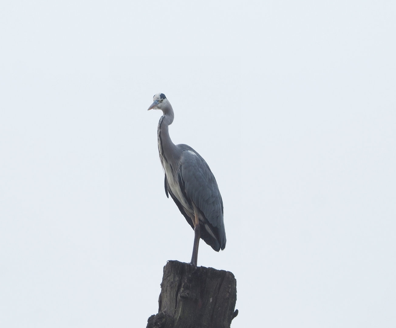 Wild Grey heron (Ardea cinerea), 2022-09-15