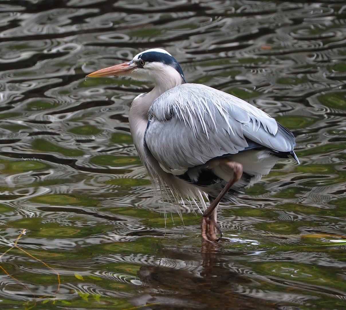 Wild Grey heron (Ardea cinerea), 2022-10-29