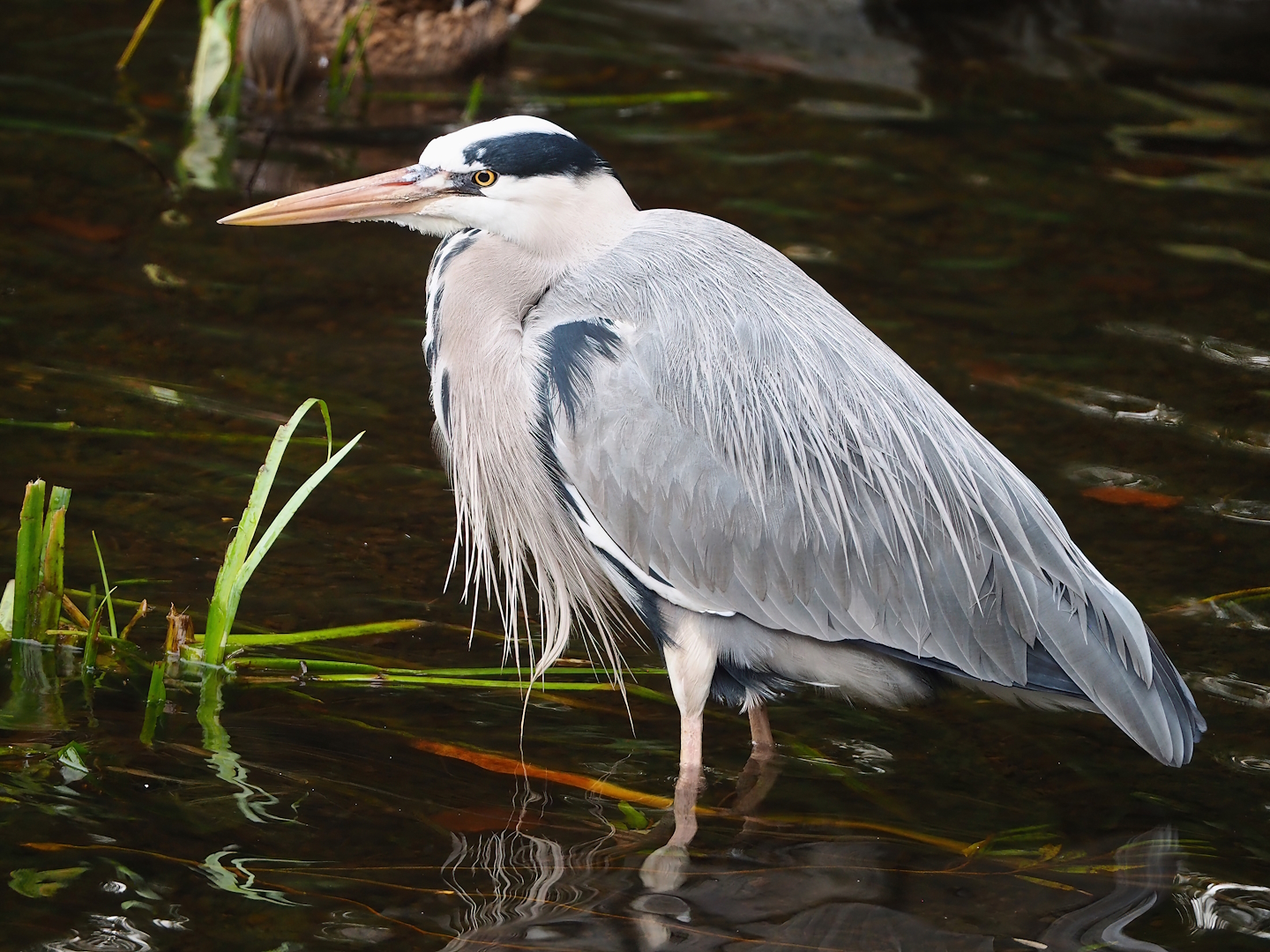 Wild Grey heron (Ardea cinerea), 2022-10-29