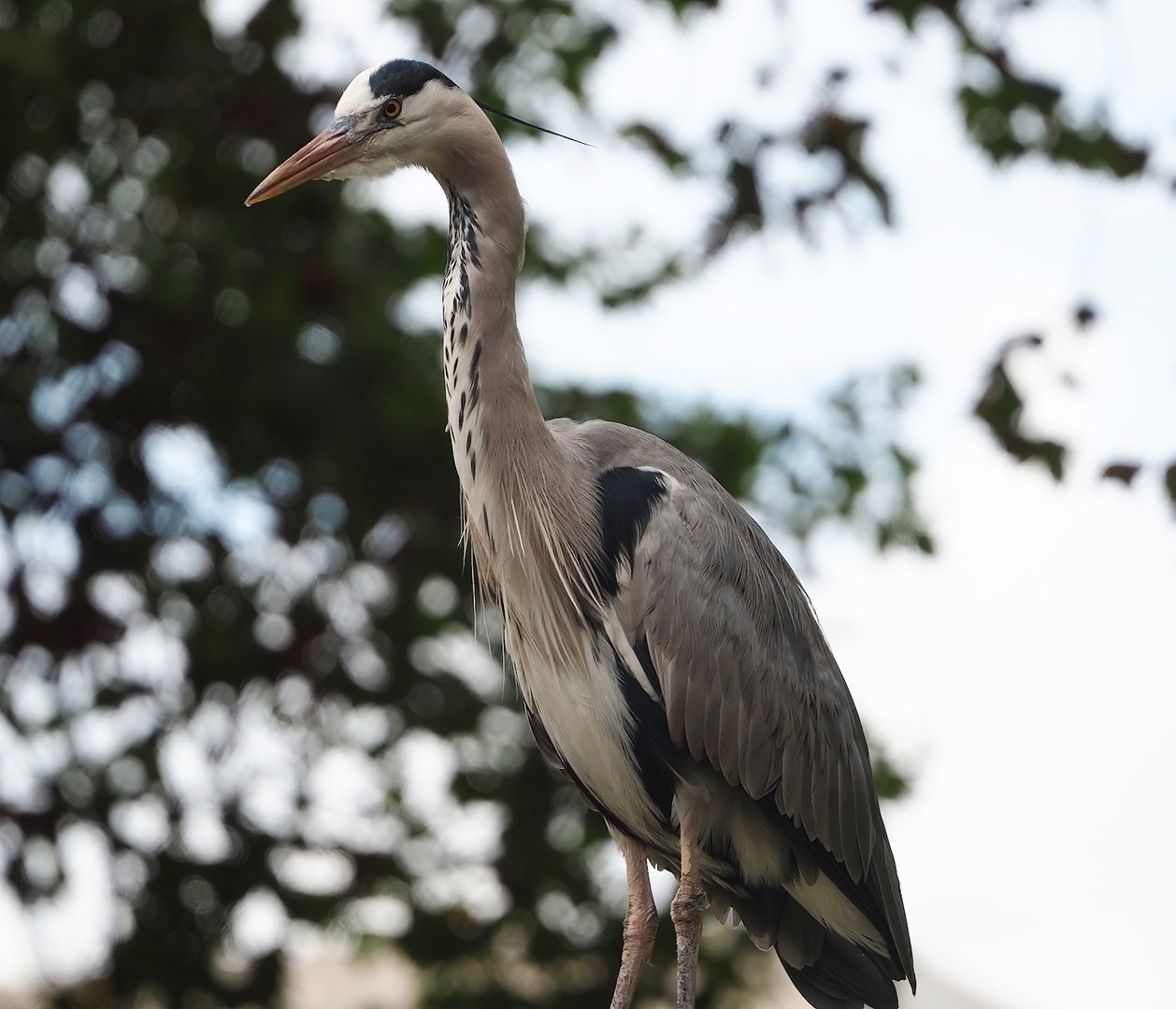 Wild Grey heron (Ardea cinerea), 2022-10-29