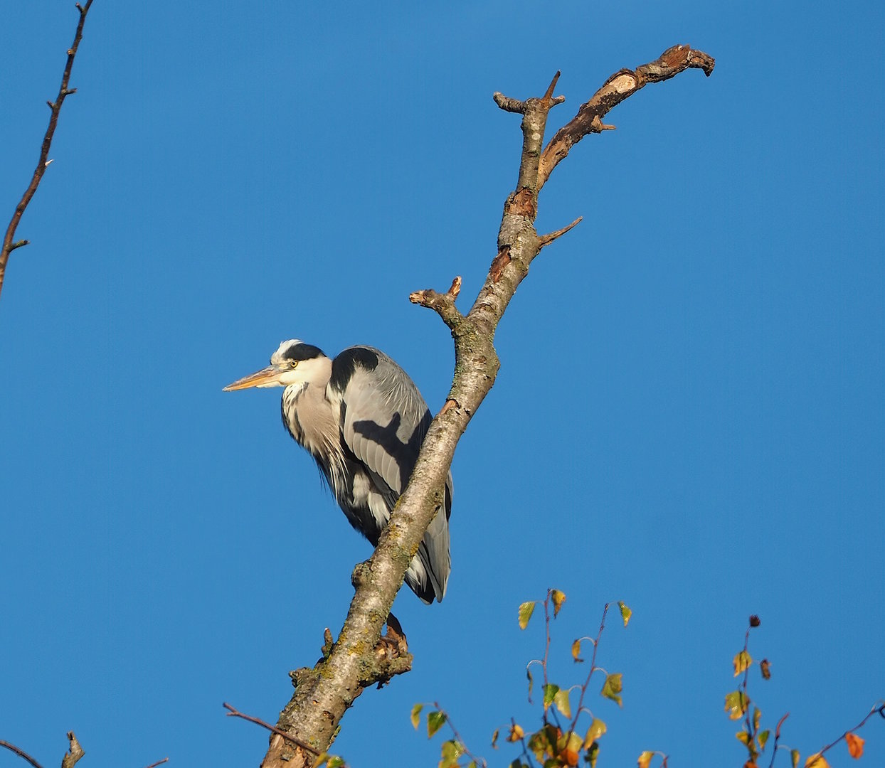 Wild Grey heron (Ardea cinerea), 2022-11-12
