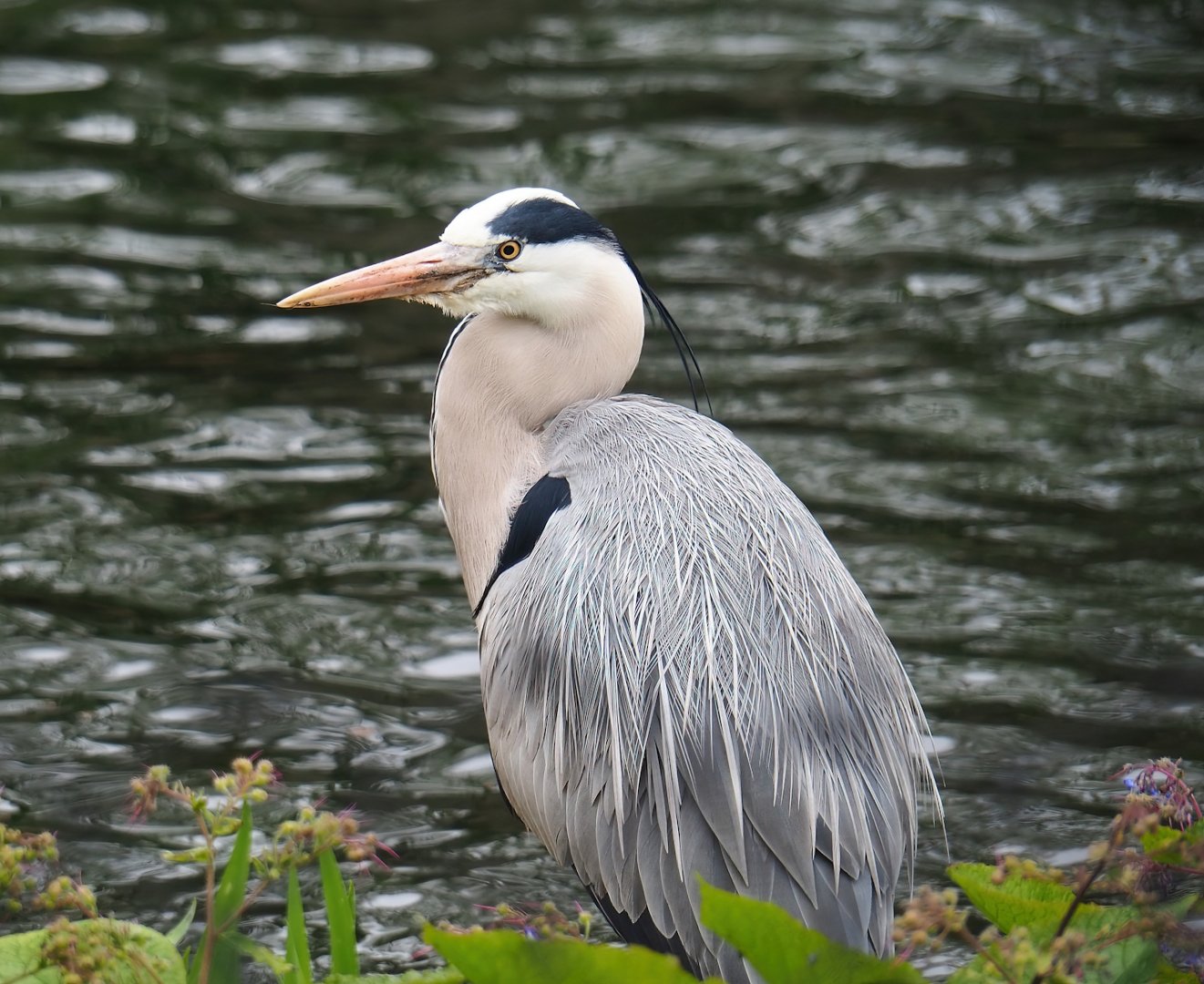 Wild Grey heron (Ardea cinerea), 2023-04-08