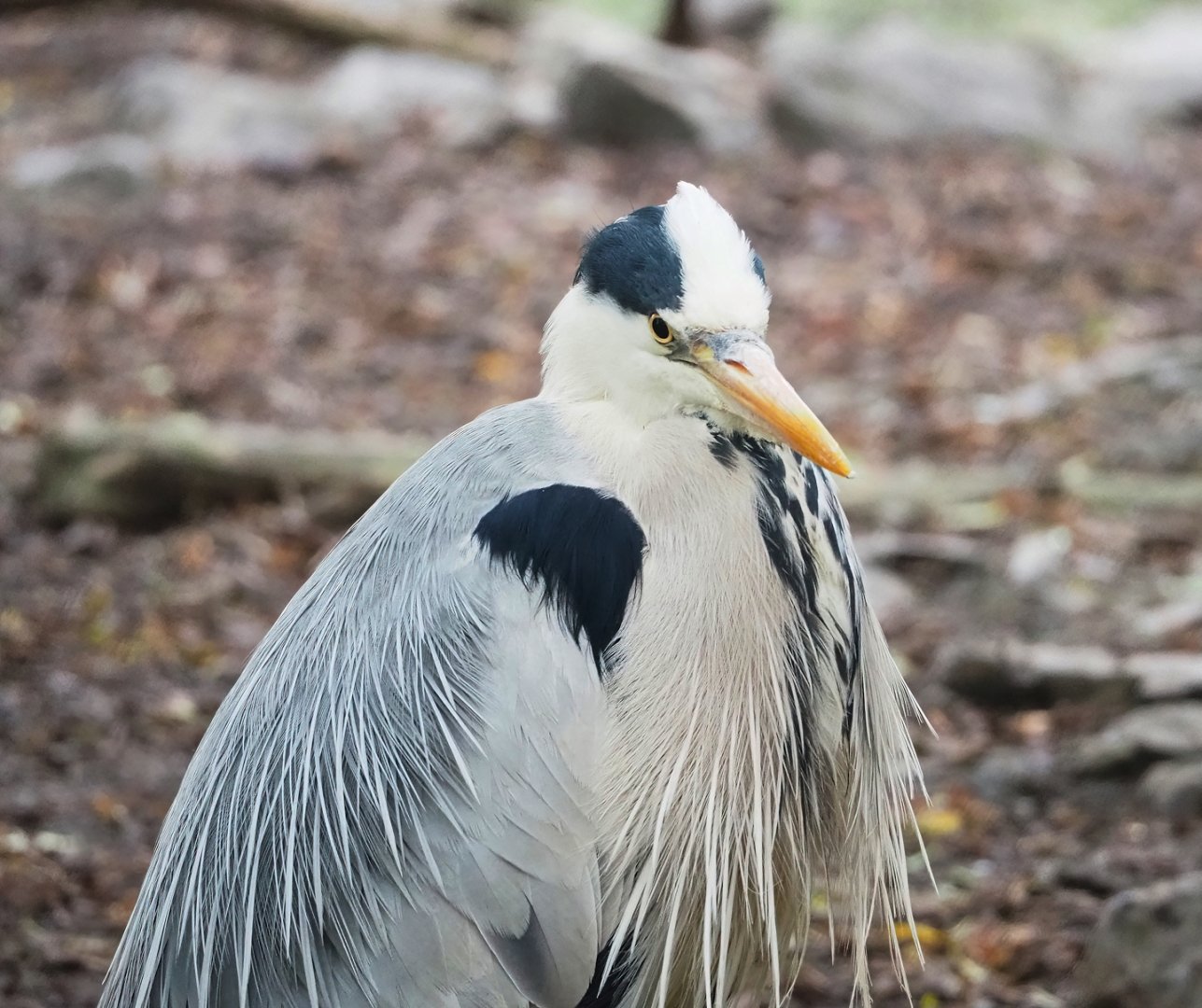 Wild Grey heron (Ardea cinerea), 2023-05-15