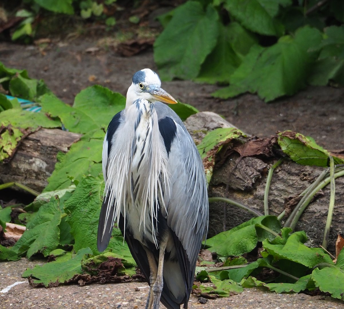 Wild Grey heron (Ardea cinerea), 2023-07-02