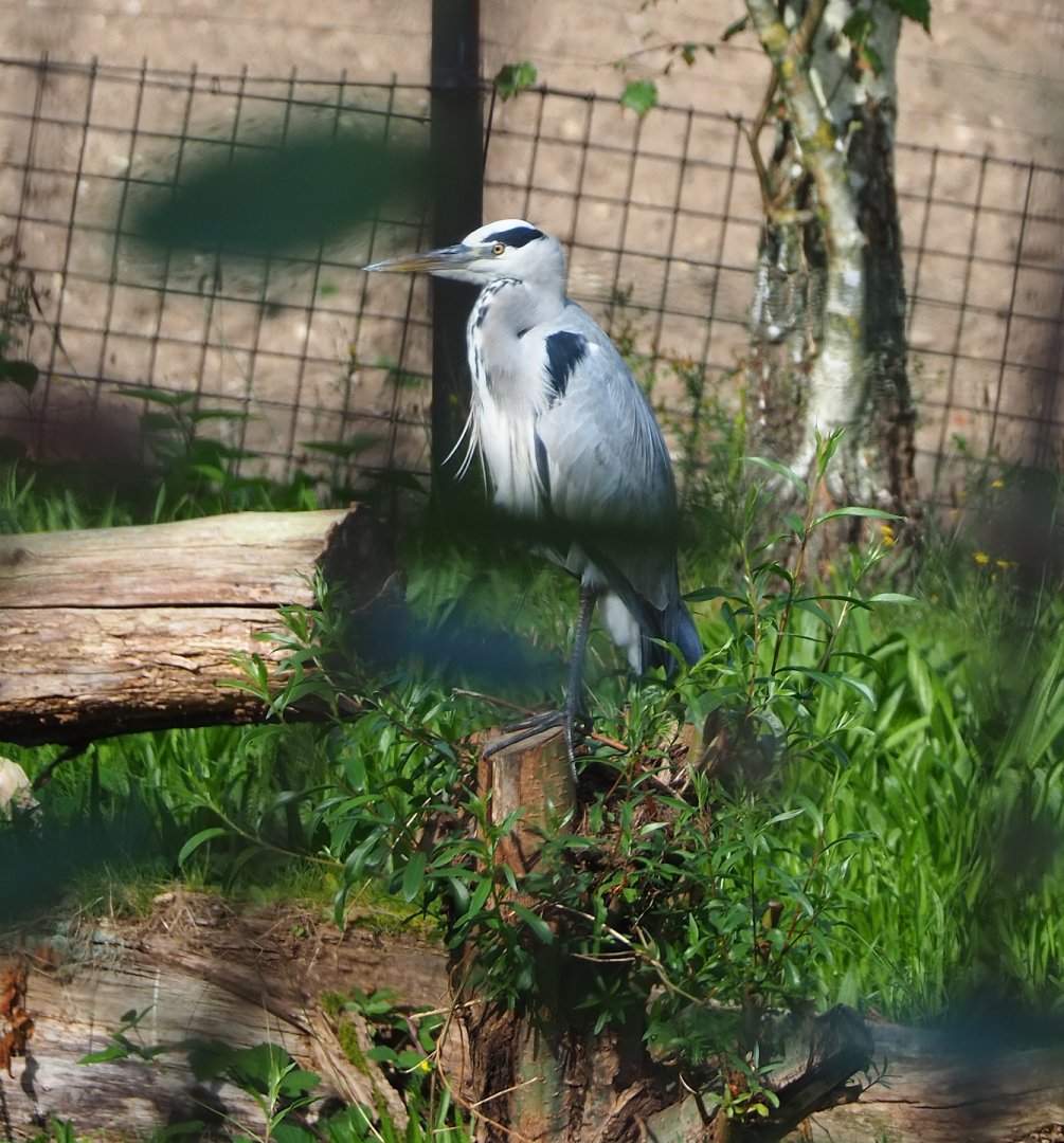 Wild Grey heron (Ardea cinerea), 2023-10-07