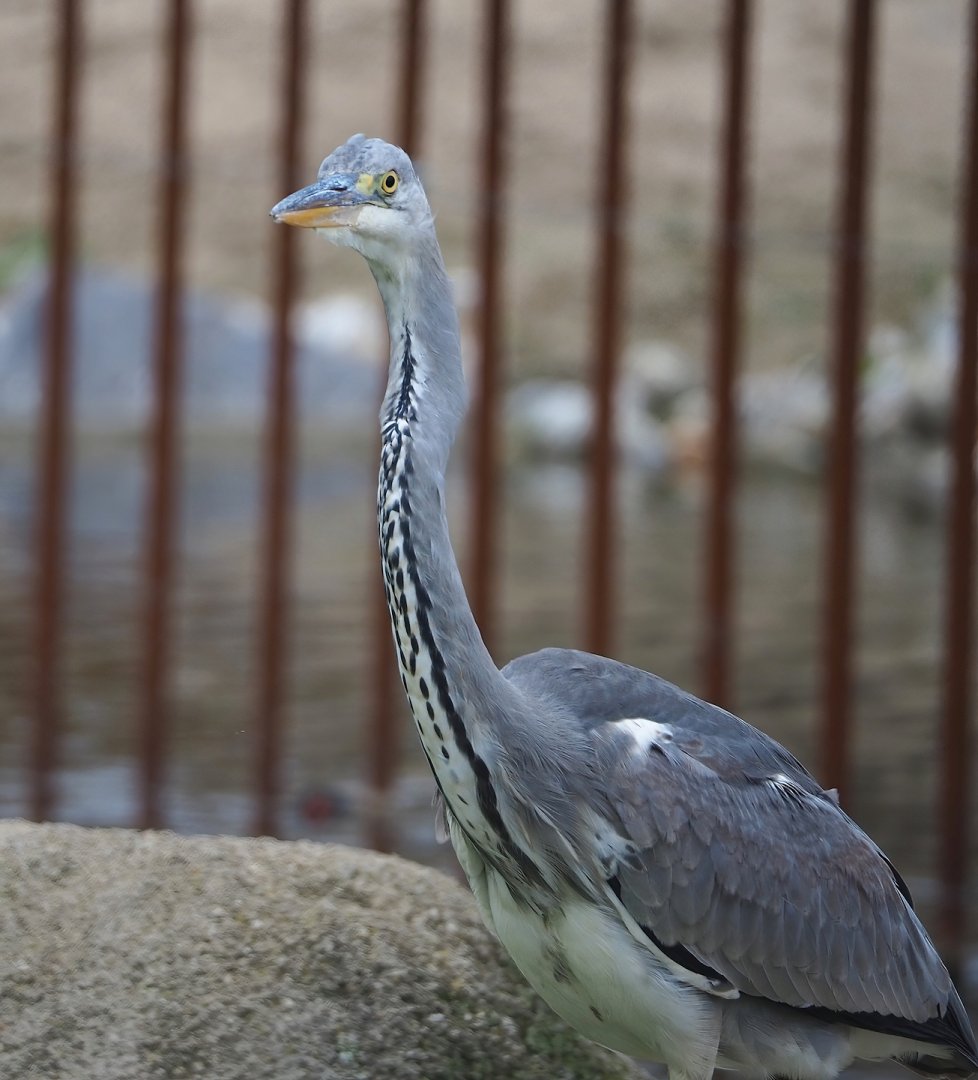 Wild Grey heron (Ardea cinerea), 2023-10-13