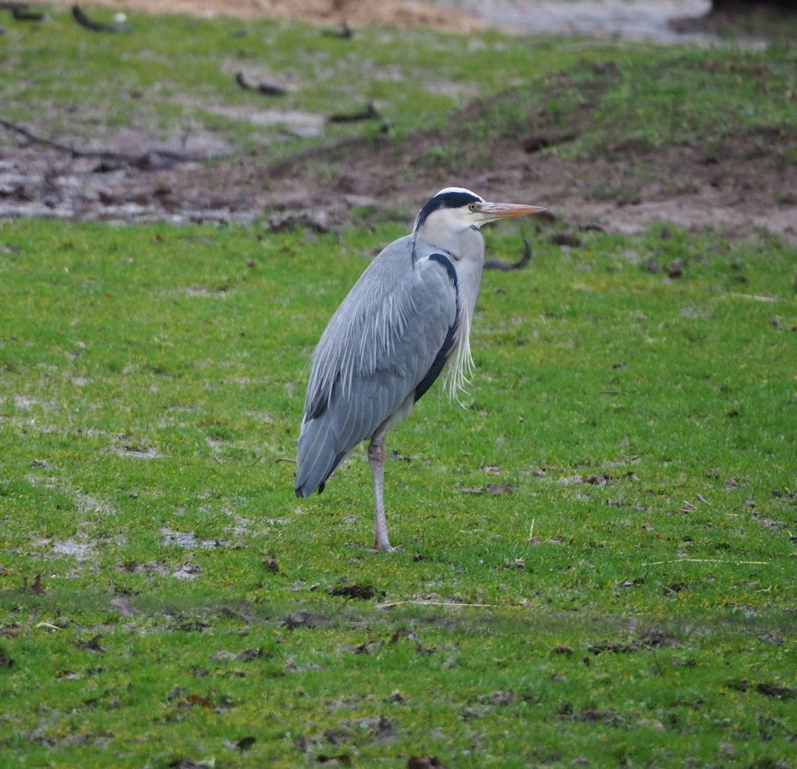 Wild Grey heron (Ardea cinerea), 2024-01-01