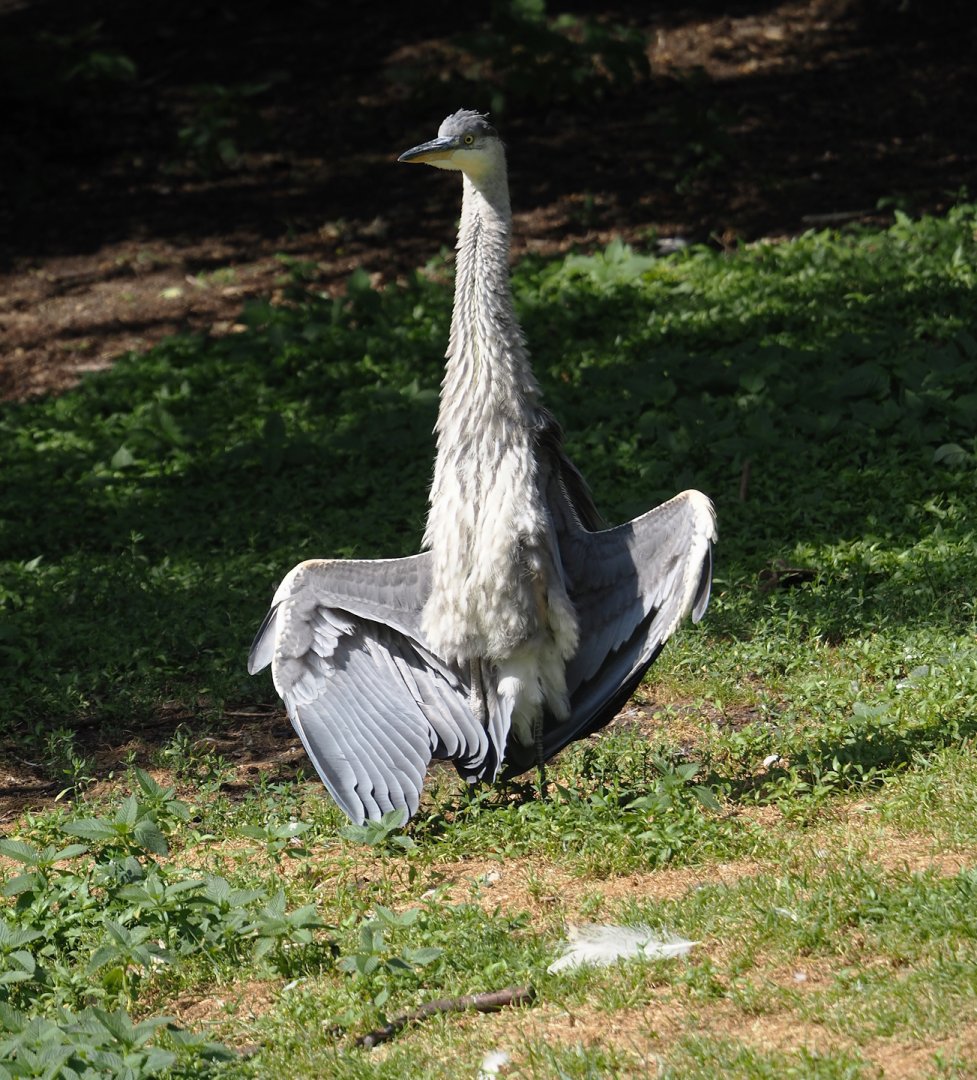 Wild Grey heron (Ardea cinerea), 2024-05-23