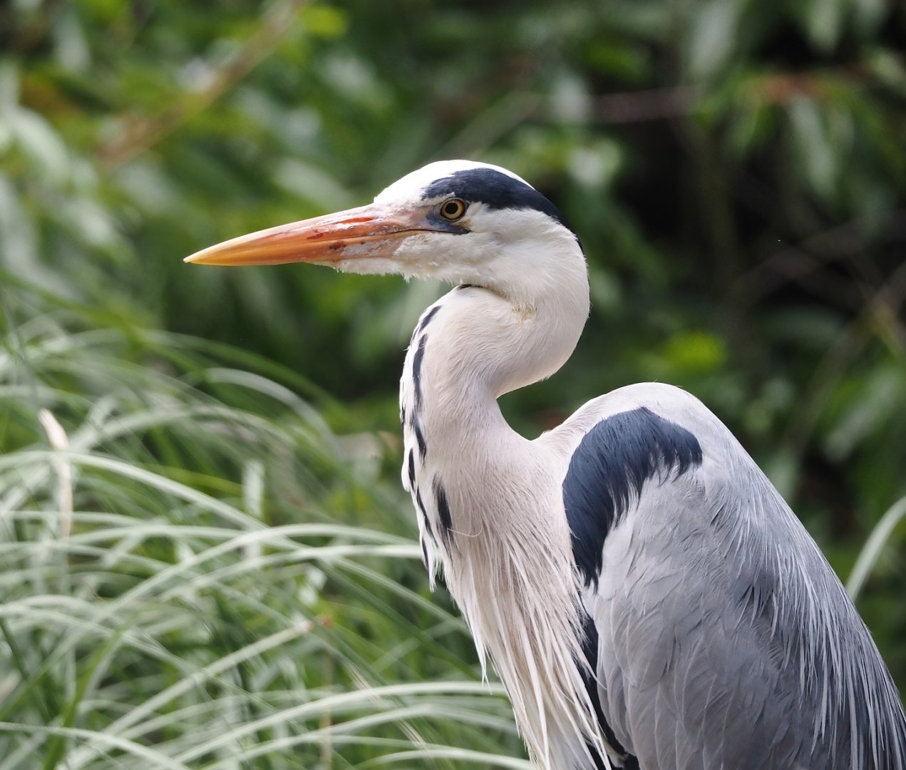 Wild Grey heron (Ardea cinerea), 2024-06-08