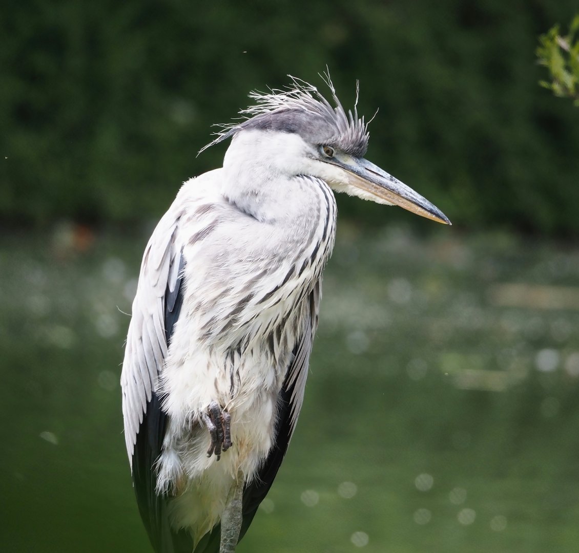 Wild Grey heron (Ardea cinerea), 2024-06-08