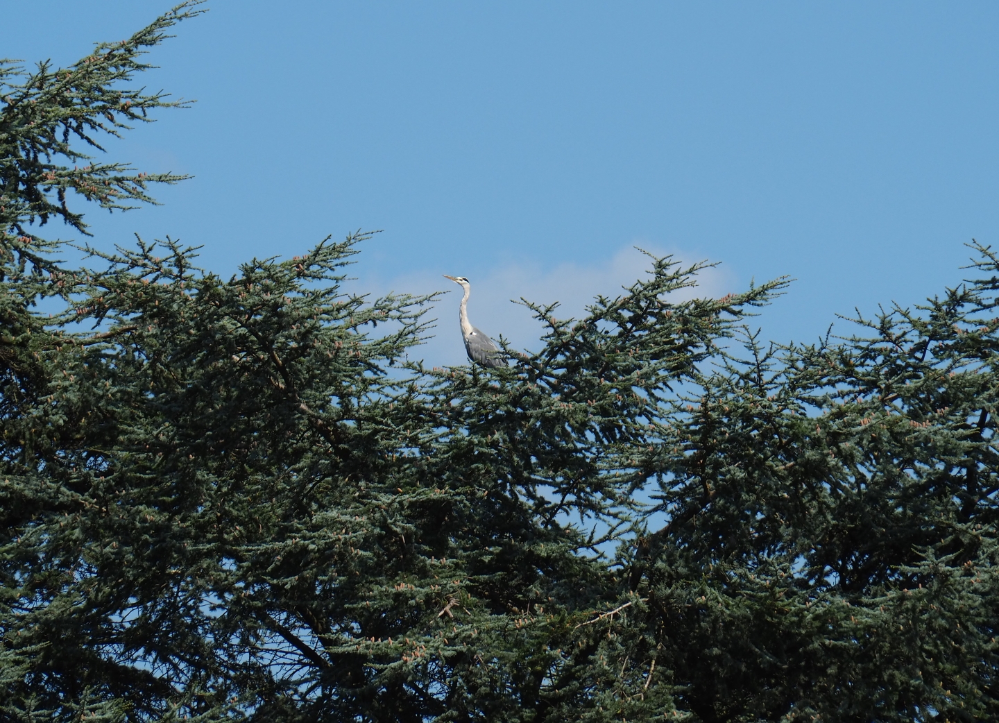 Wild grey heron (Ardea cinerea) in silver fir (Sep 2nd, 2018)