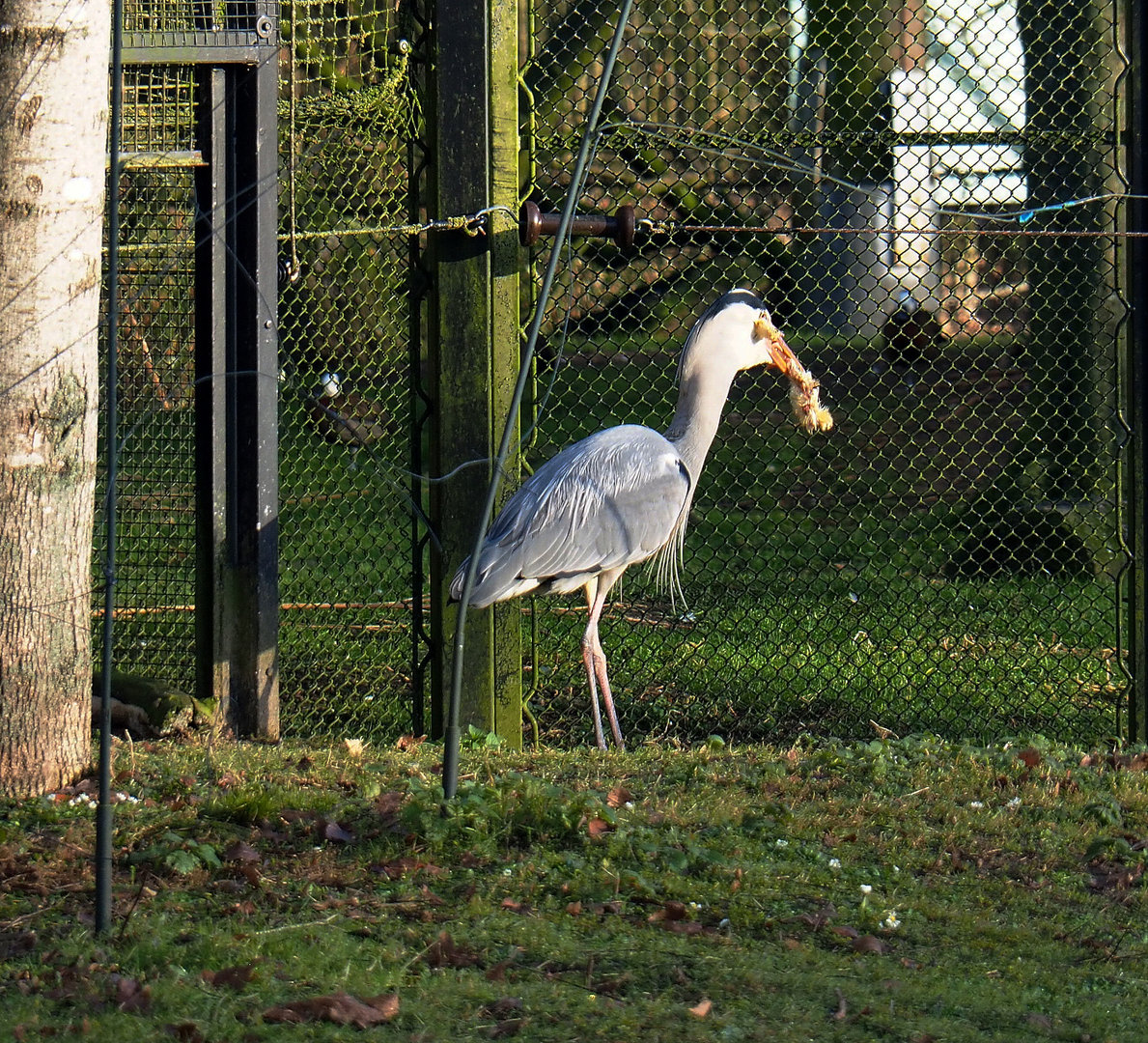 Wild Grey heron (Ardea cinerea) raiding food put out for white storks, 2022-01-30