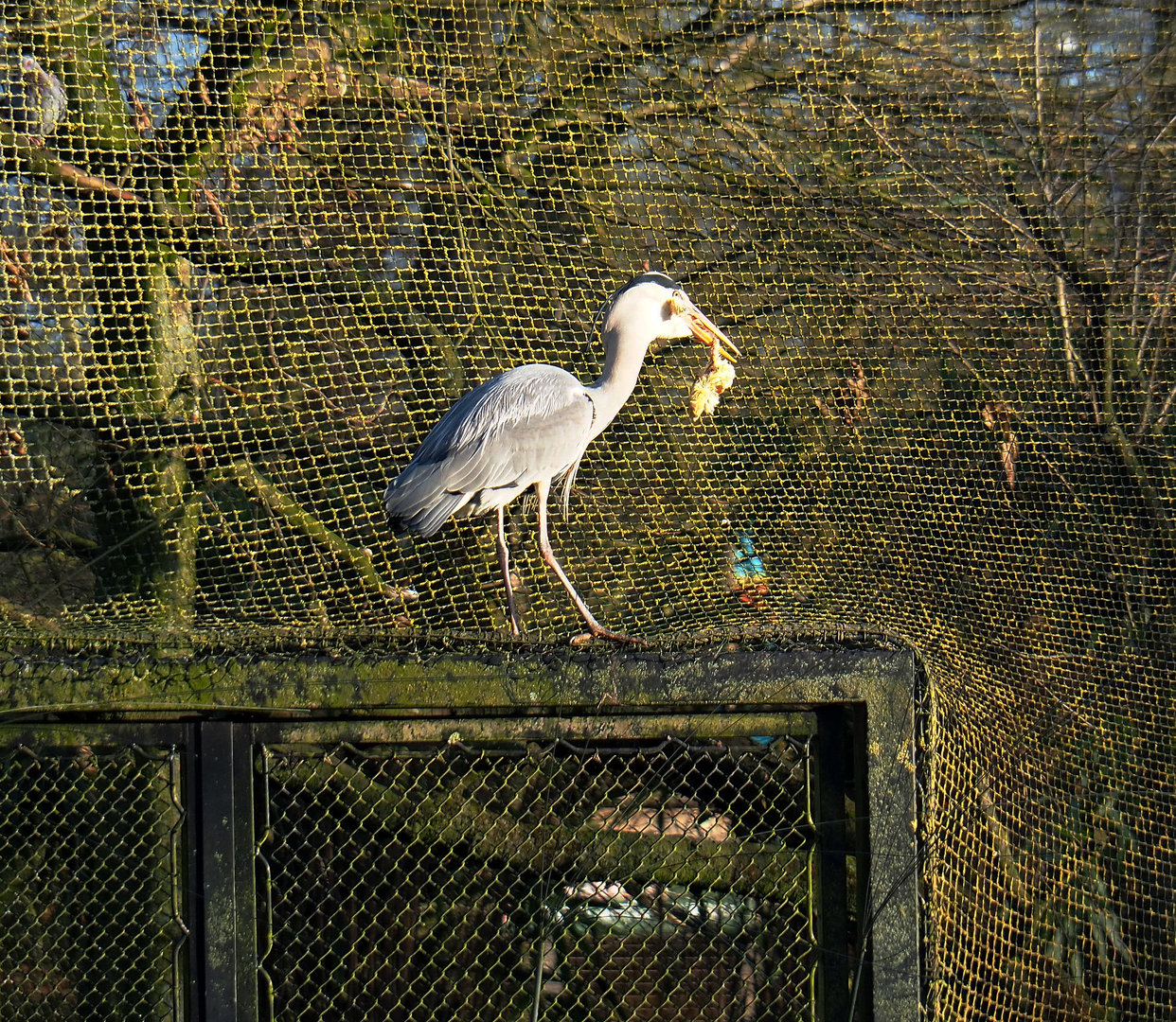 Wild Grey heron (Ardea cinerea) raiding food put out for white storks, 2022-01-30