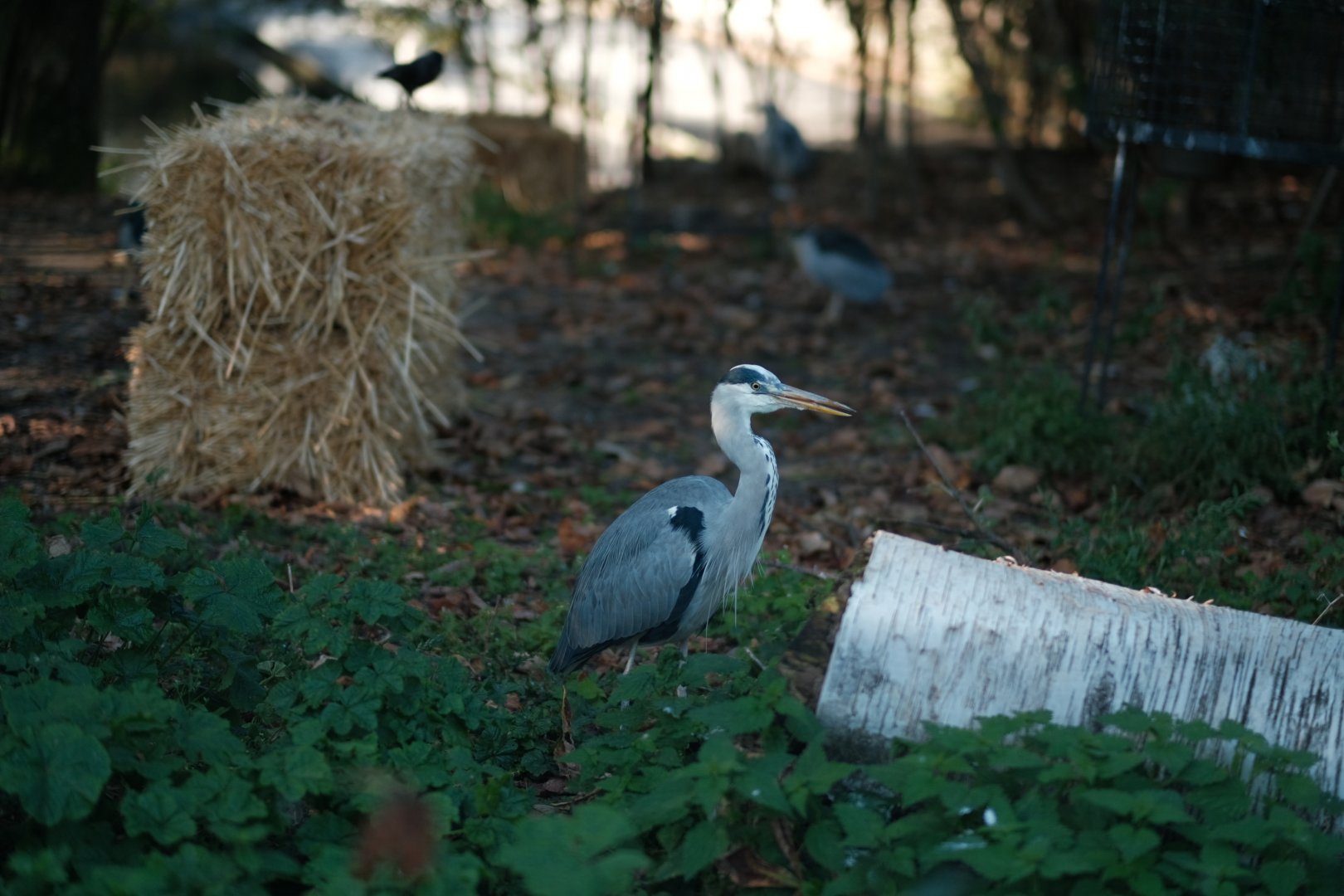 Wild Grey Heron (Ardea cinerea)