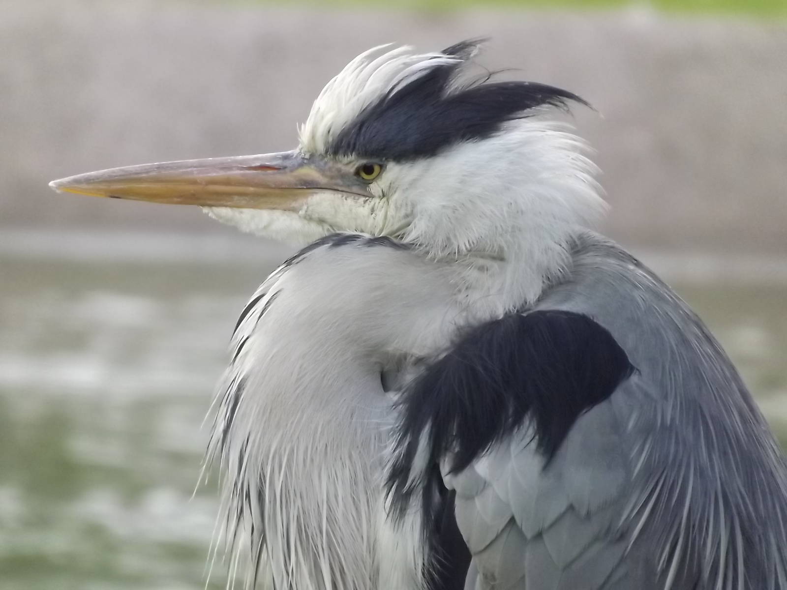 (wild) Grey Heron at Blackpool Zoo 28/07/12