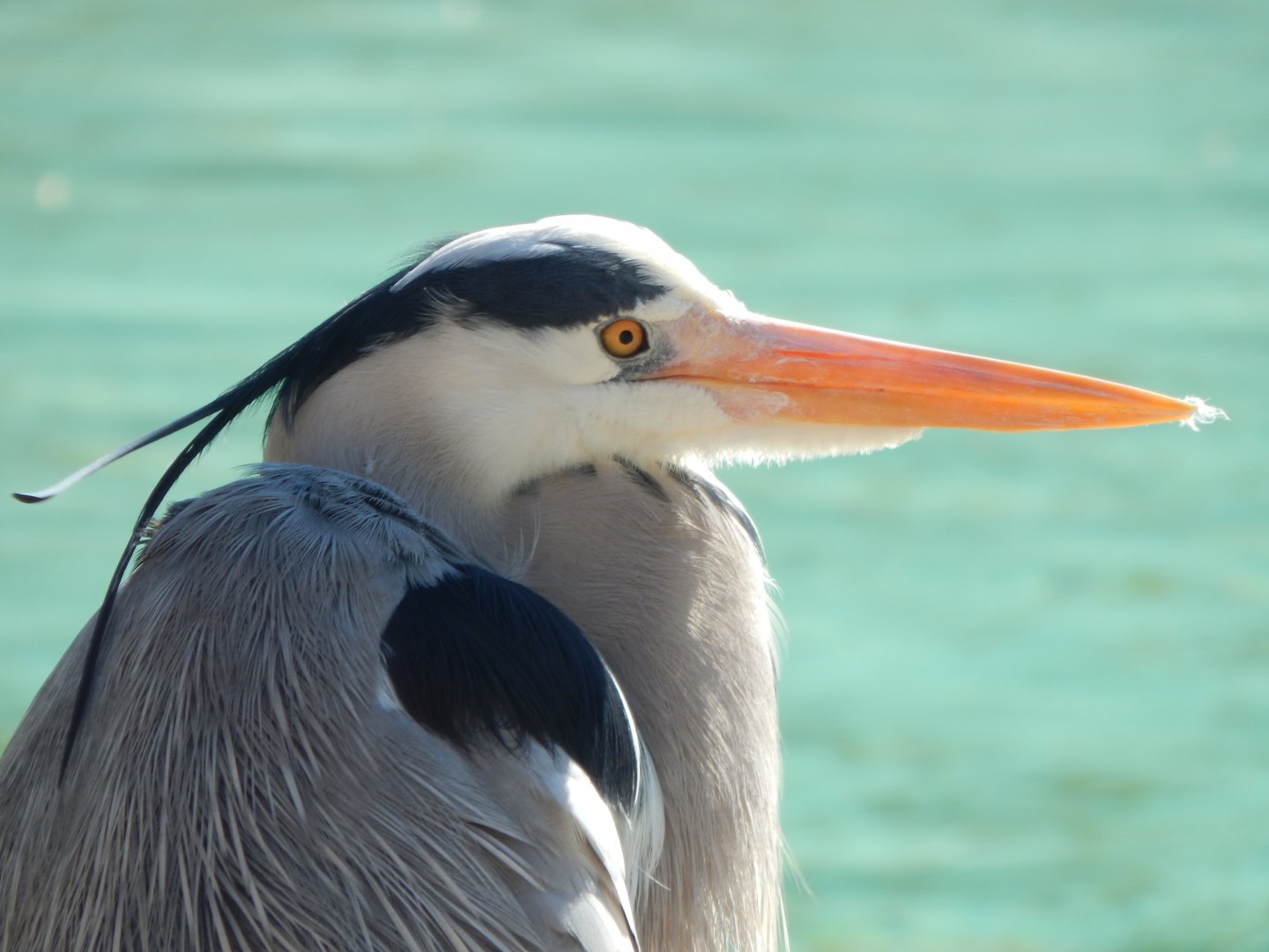 Wild Grey heron at Penguin Beach (early morning) 190322