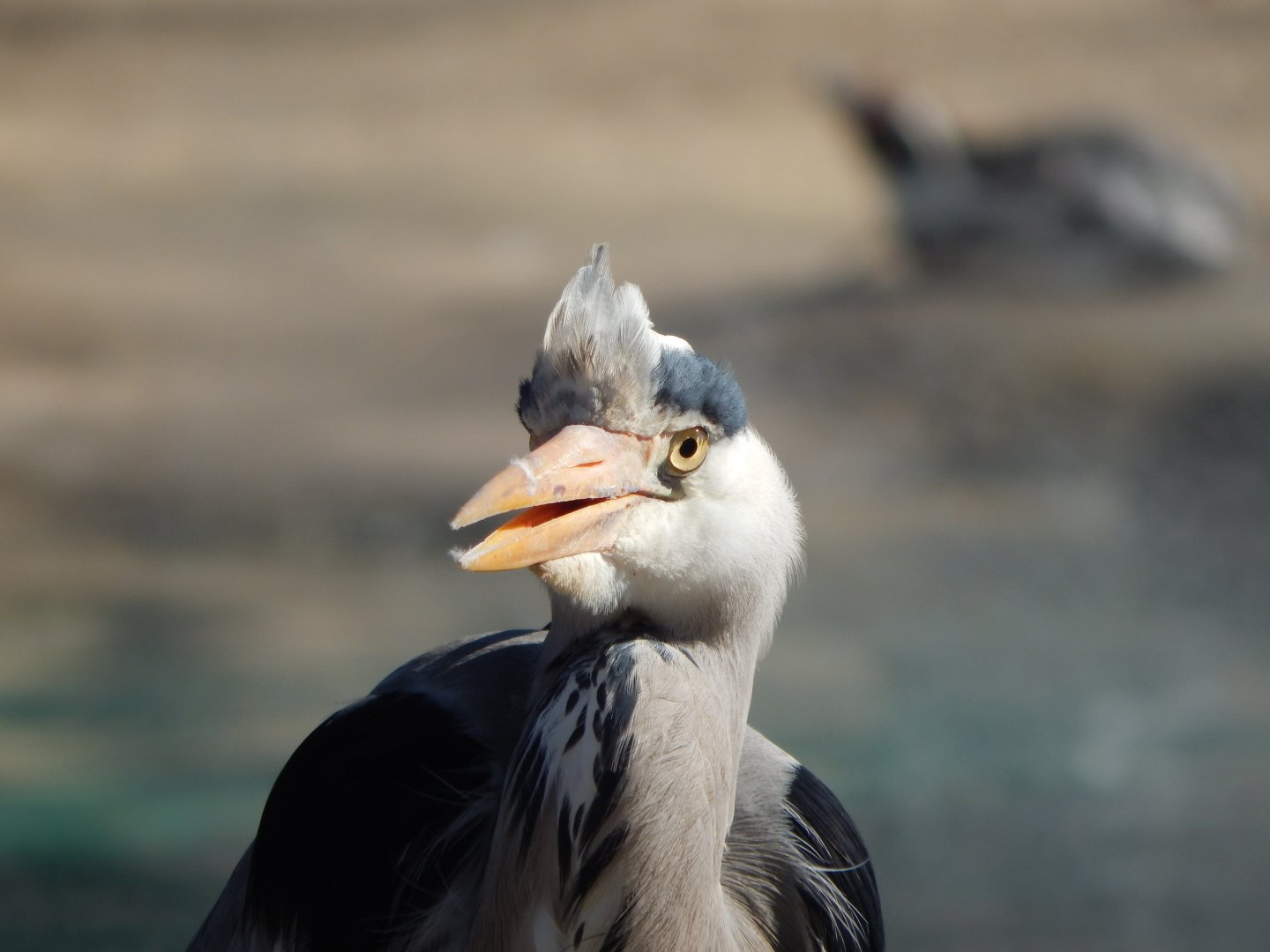 Wild Grey heron at Penguin Beach (early morning) 190322