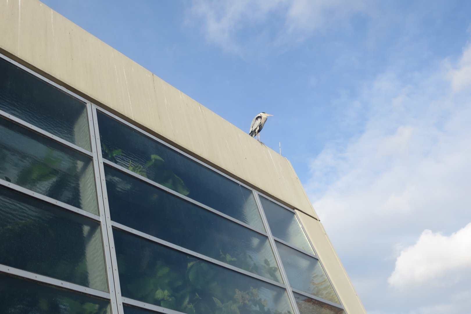 Wild Grey heron perched on top of Aquarium 011218