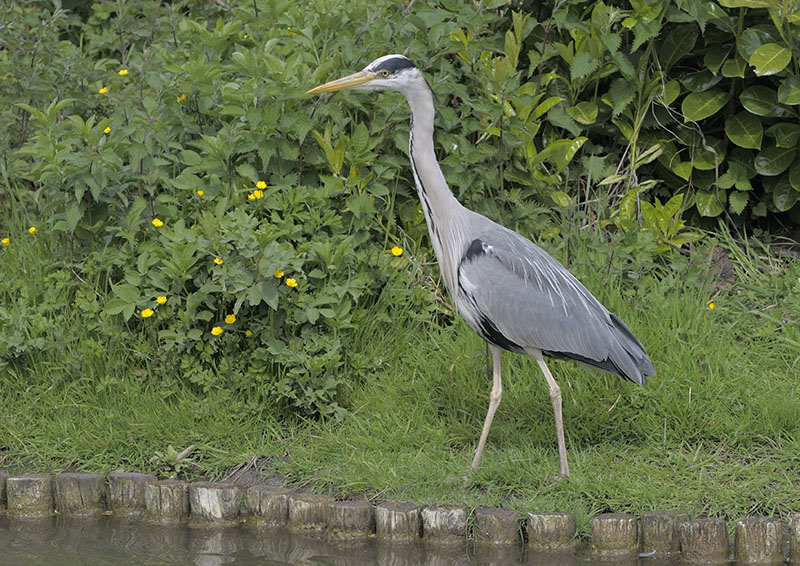 Wild grey heron
