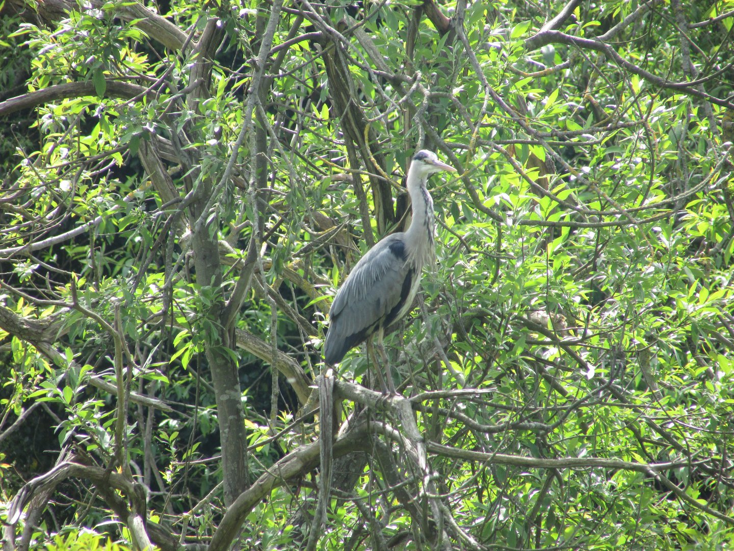 Wild grey heron