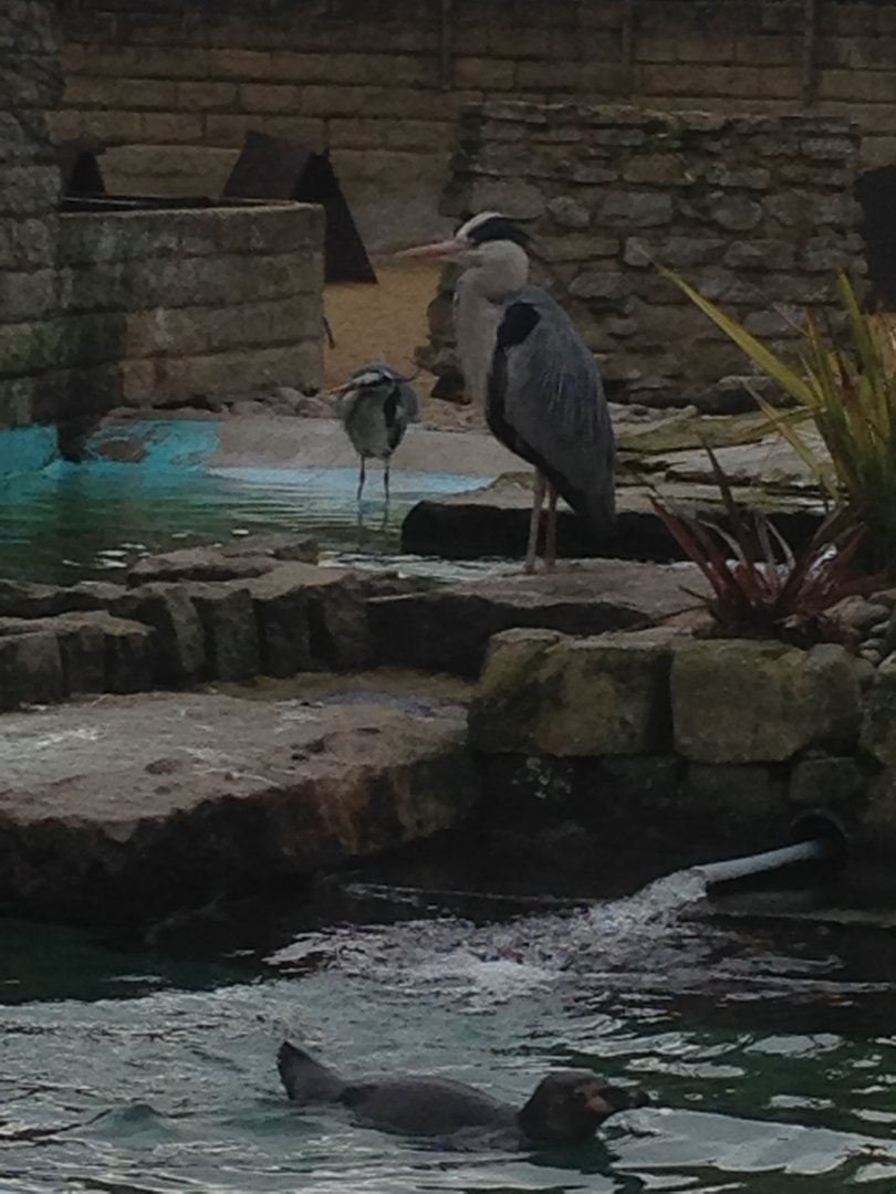 Wild Grey Herons and a Humboldt Penguin