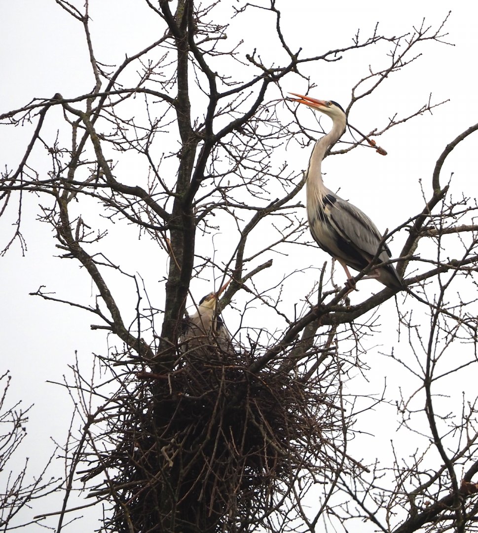 Wild Grey herons (Ardea cinerea) nesting, 2023-02-19