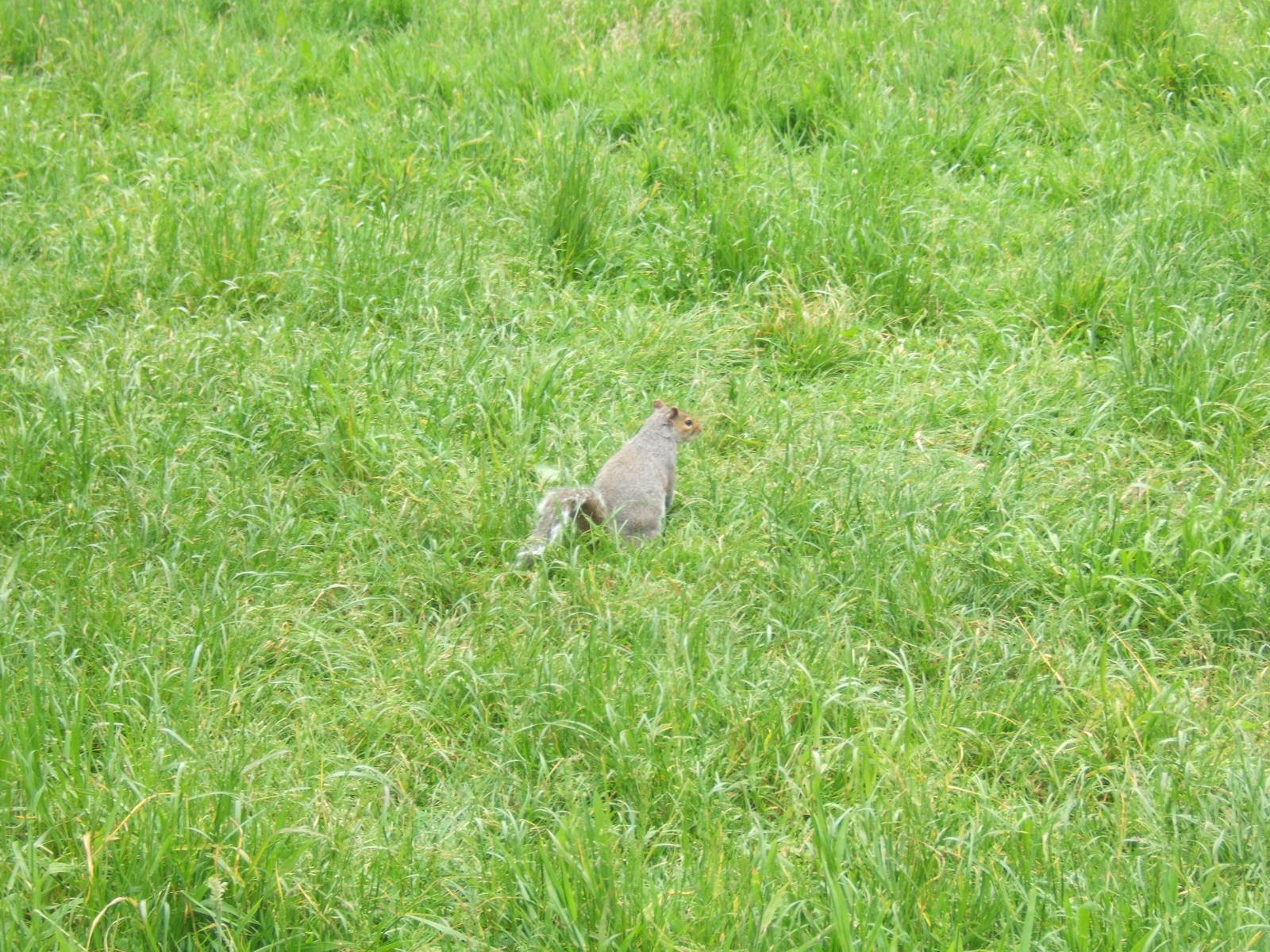 Wild Grey Squirrel in reserve
