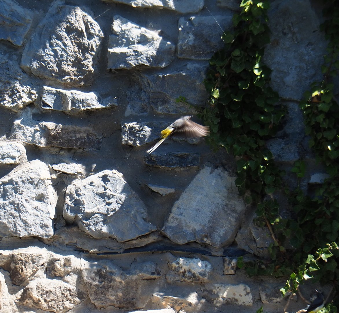 Wild Grey wagtail (Motacilla cinerea), 2022-06-28