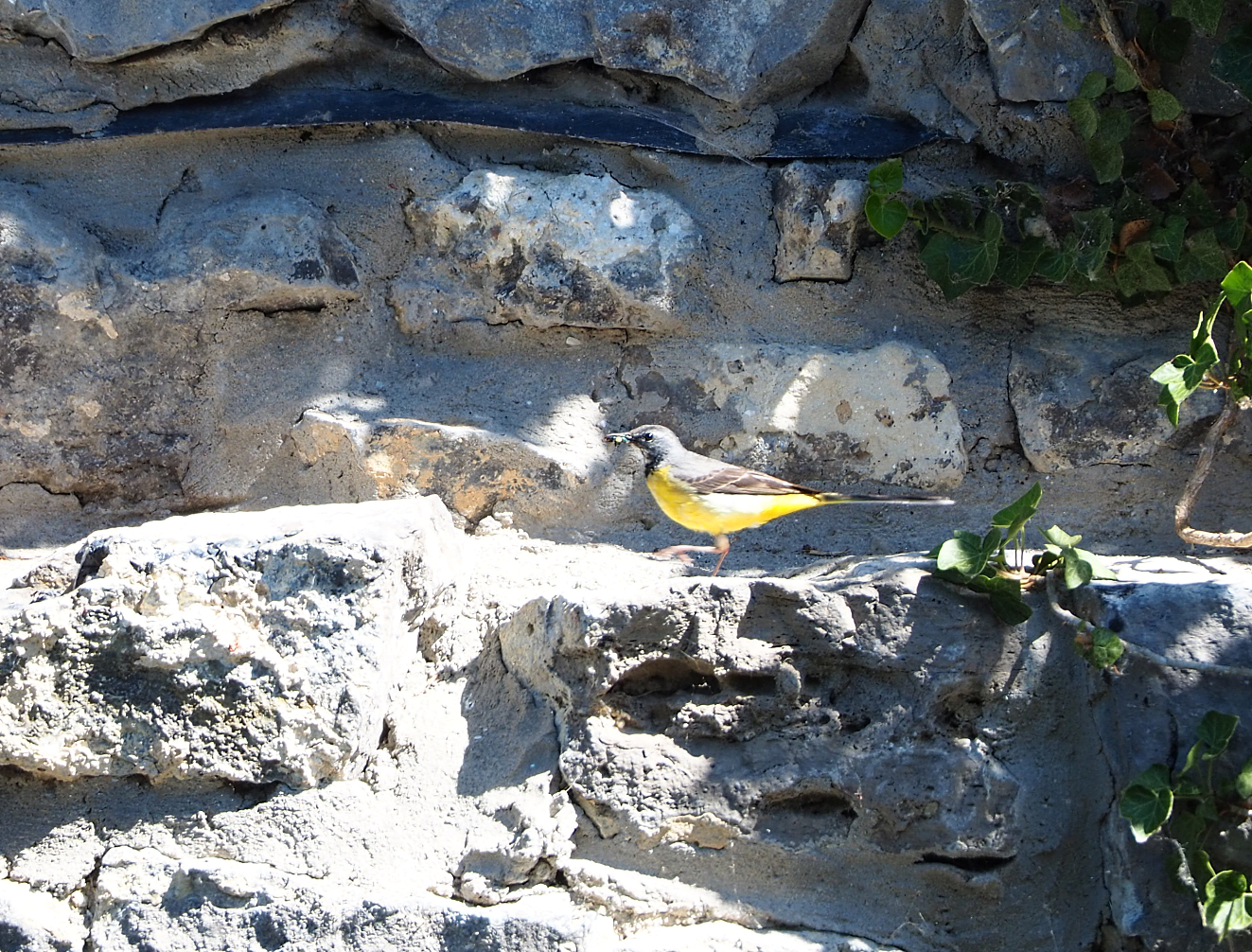 Wild Grey wagtail (Motacilla cinerea), 2022-06-28