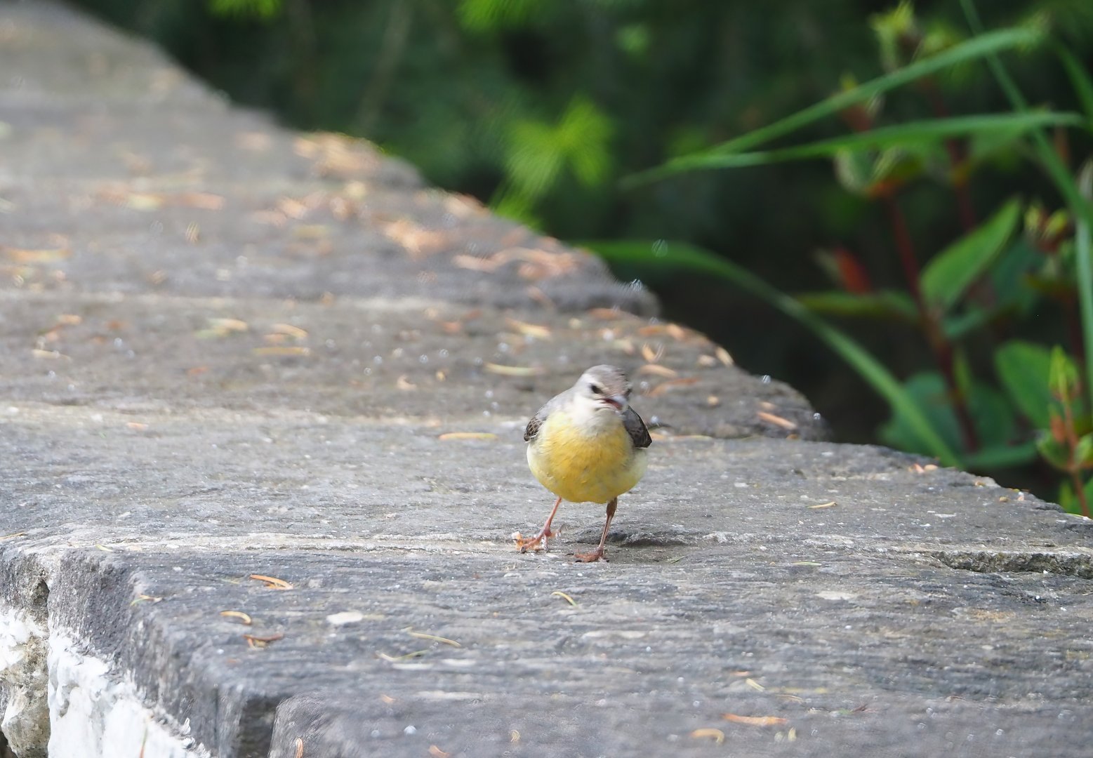 Wild Grey wagtail (Motacilla cinerea), 2023-05-15