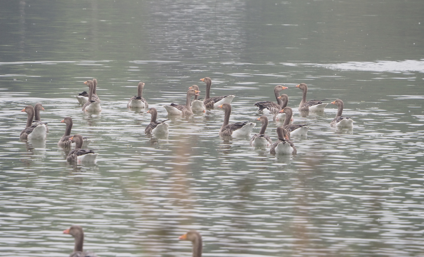 Wild Greylag geese (Anser anser), 2022-09-14