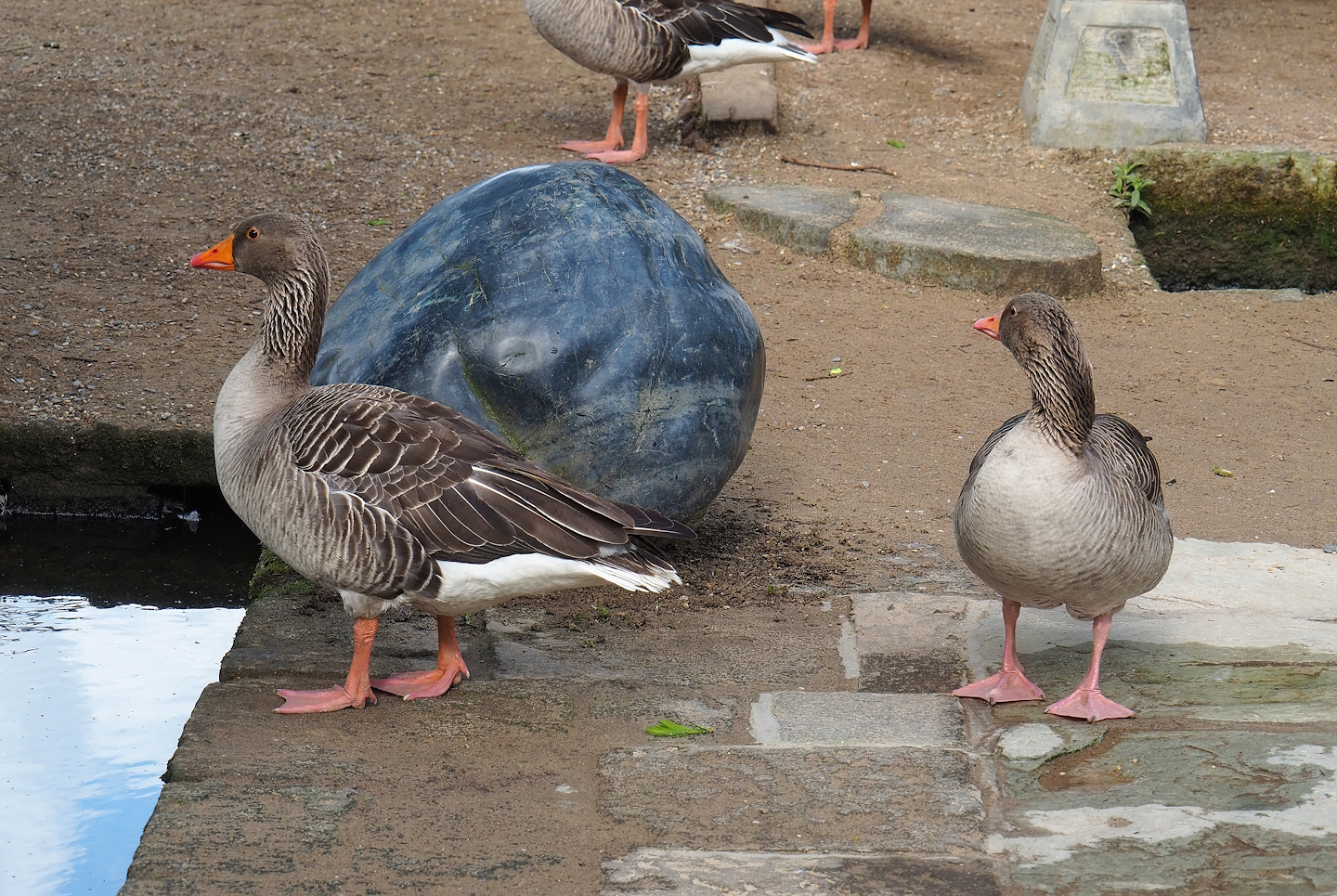 Wild Greylag geese (Anser anser), 2023-05-16