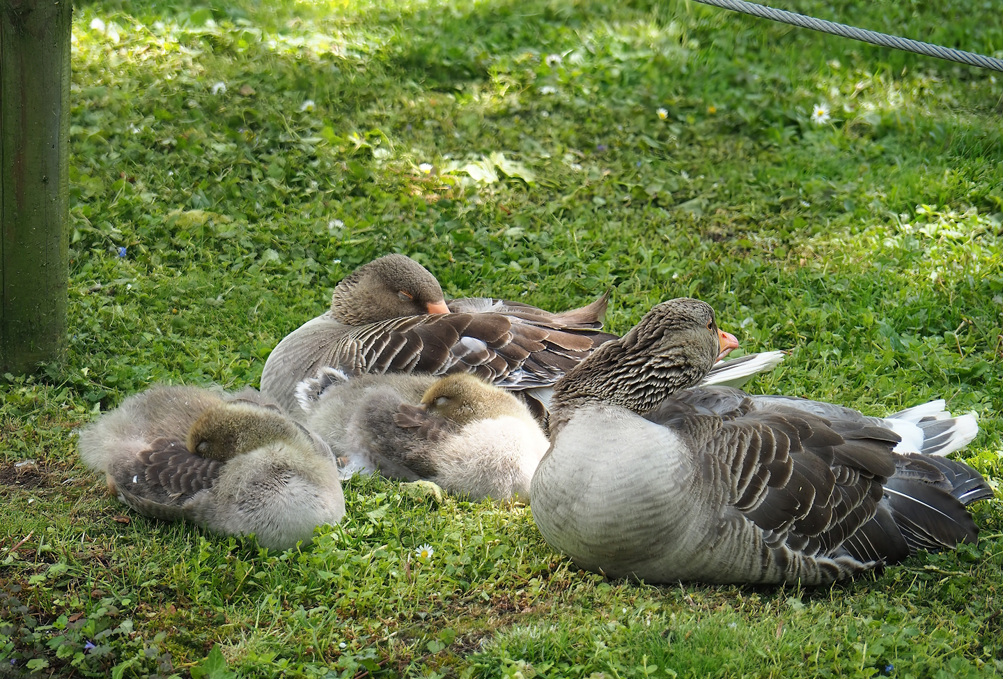 Wild Greylag geese (Anser anser), 2023-05-16